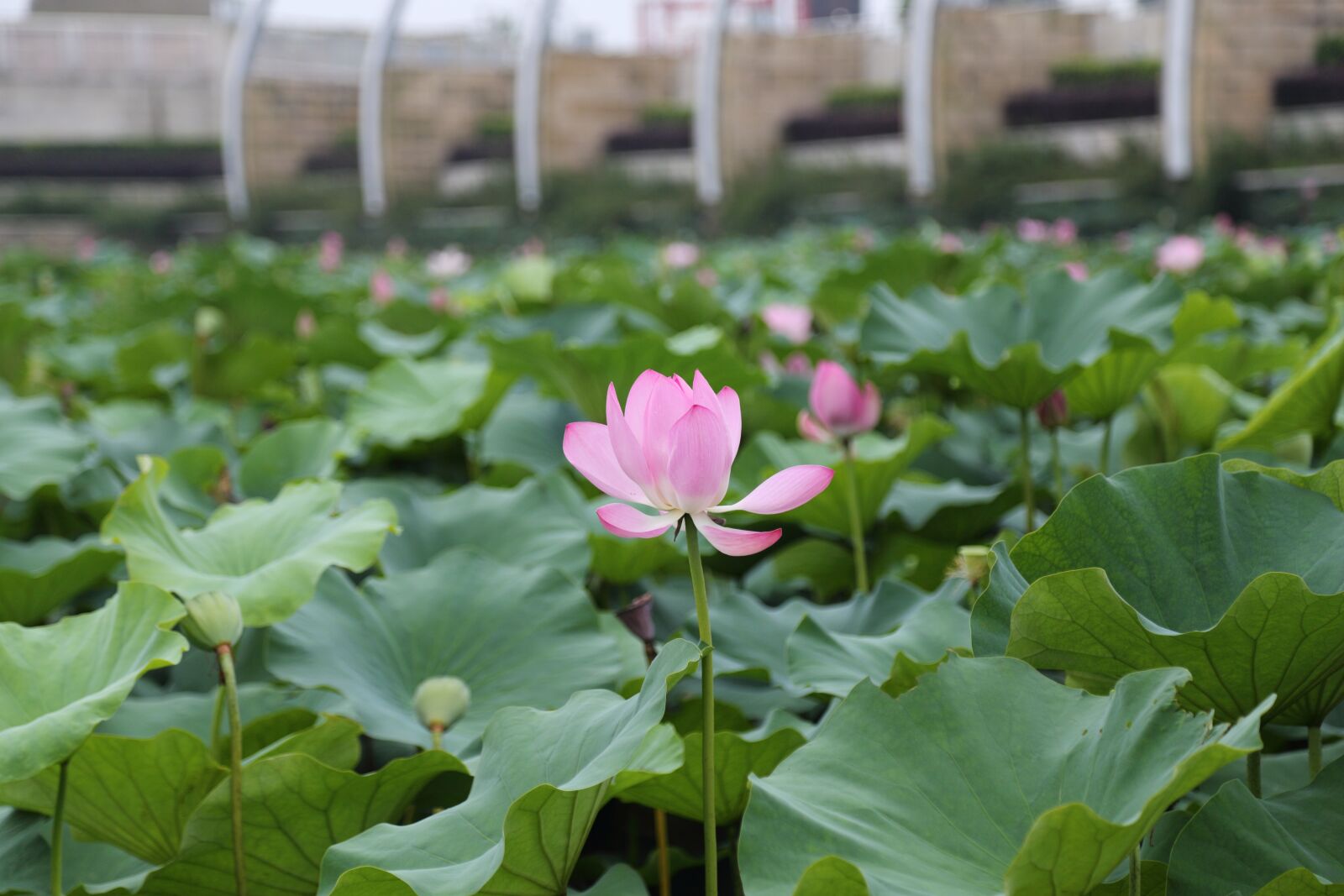 Canon EOS 6D + Canon EF 24-105mm F4L IS USM sample photo. Lotus, the scenery, park photography