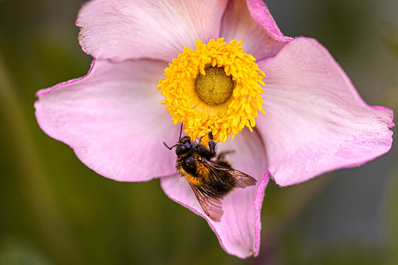 Canon EOS 750D (EOS Rebel T6i / EOS Kiss X8i) sample photo. Anemone, fall anemone, blossom photography