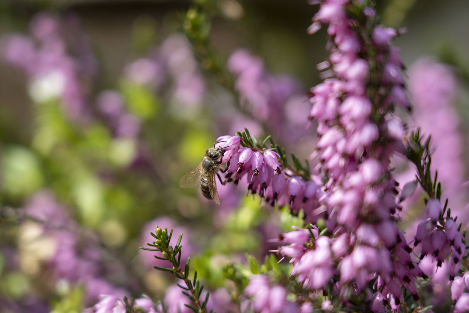 Sony a7 III sample photo. Bee, insects, flower photography