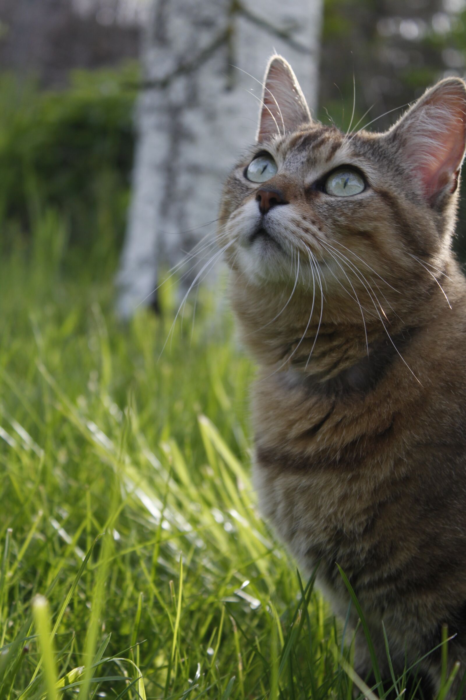 Canon EOS 1200D (EOS Rebel T5 / EOS Kiss X70 / EOS Hi) sample photo. Pussy, garden, look photography
