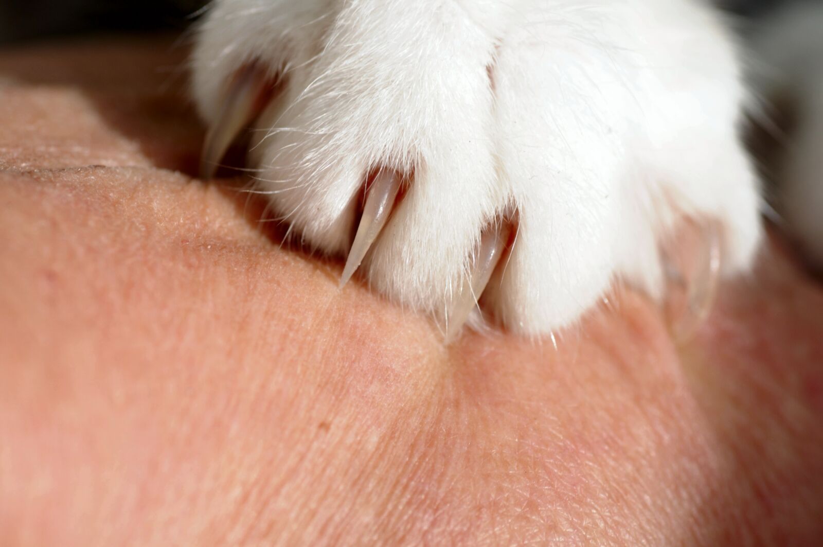 Nikon D300 sample photo. Cat, claw, skin photography