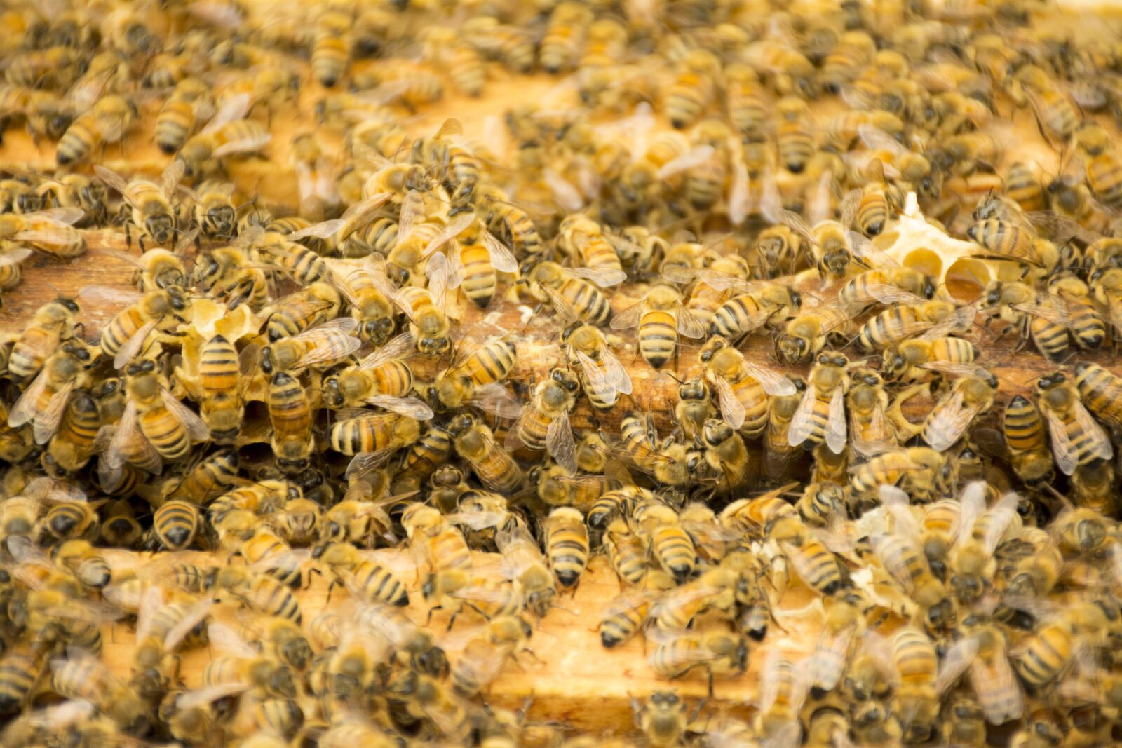 Nikon D7100 sample photo. Bee, bee hive, honey photography