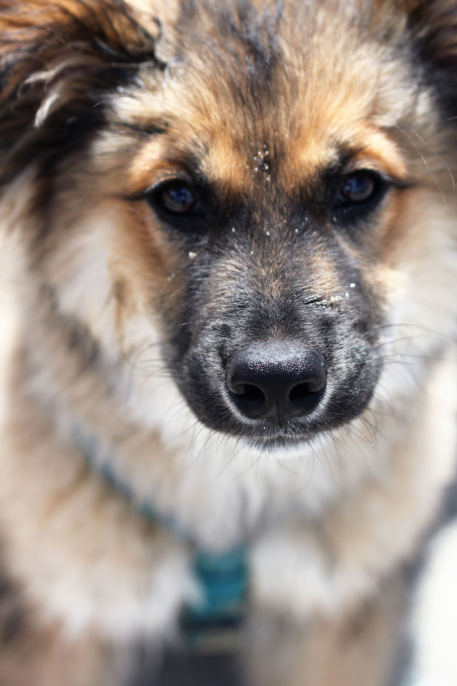 Canon EOS 550D (EOS Rebel T2i / EOS Kiss X4) sample photo. Pup, dog, puppy photography