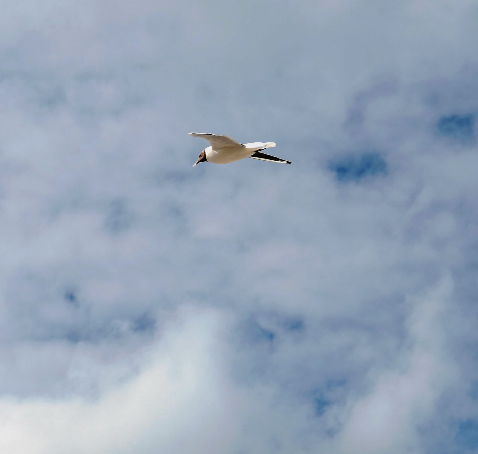 Panasonic Lumix DMC-LX10 (Lumix DMC-LX15) sample photo. Gull, bird, natural beauty photography