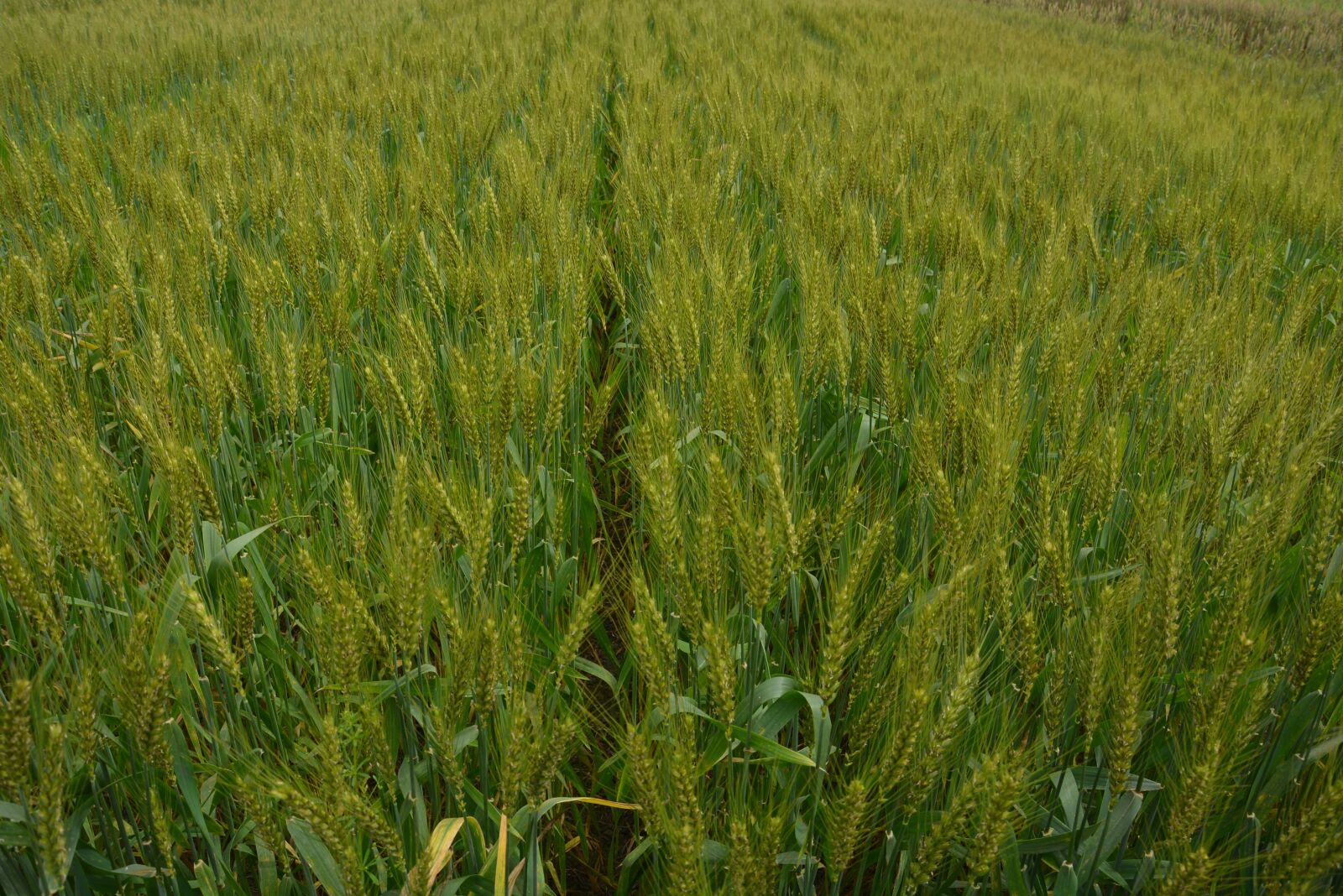 Nikon D5200 sample photo. Medina, wheat, mr michael photography