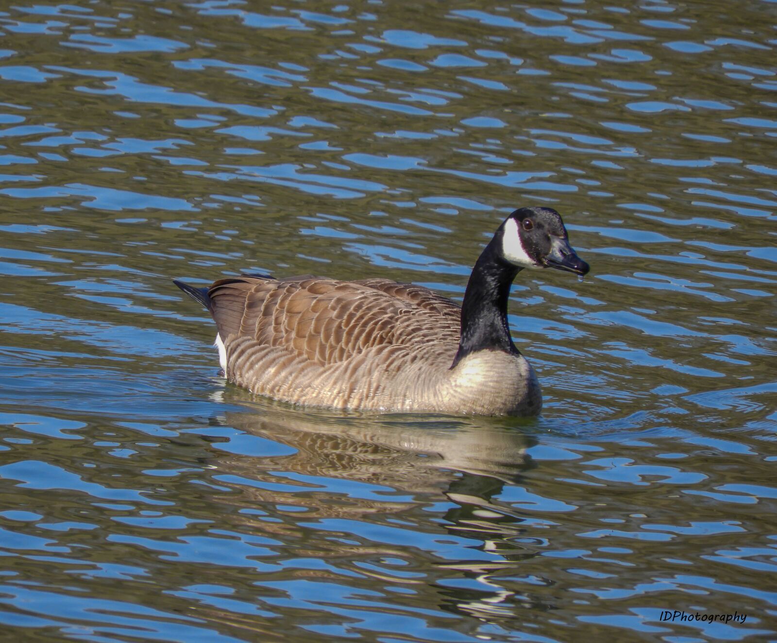 Nikon Coolpix B700 sample photo. Goose, bird, nature photography