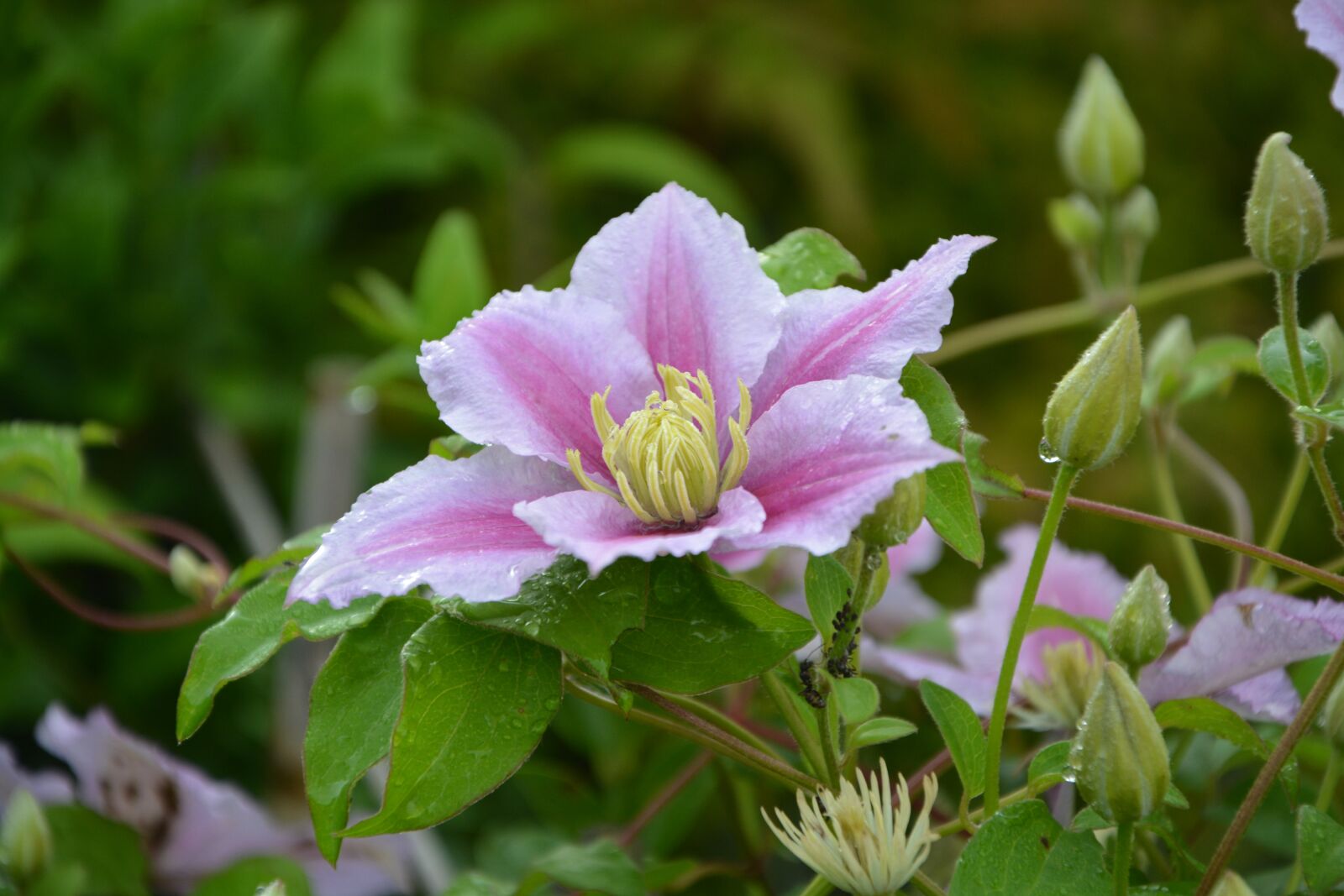 Nikon D5200 sample photo. Flower, clematis, pink photography