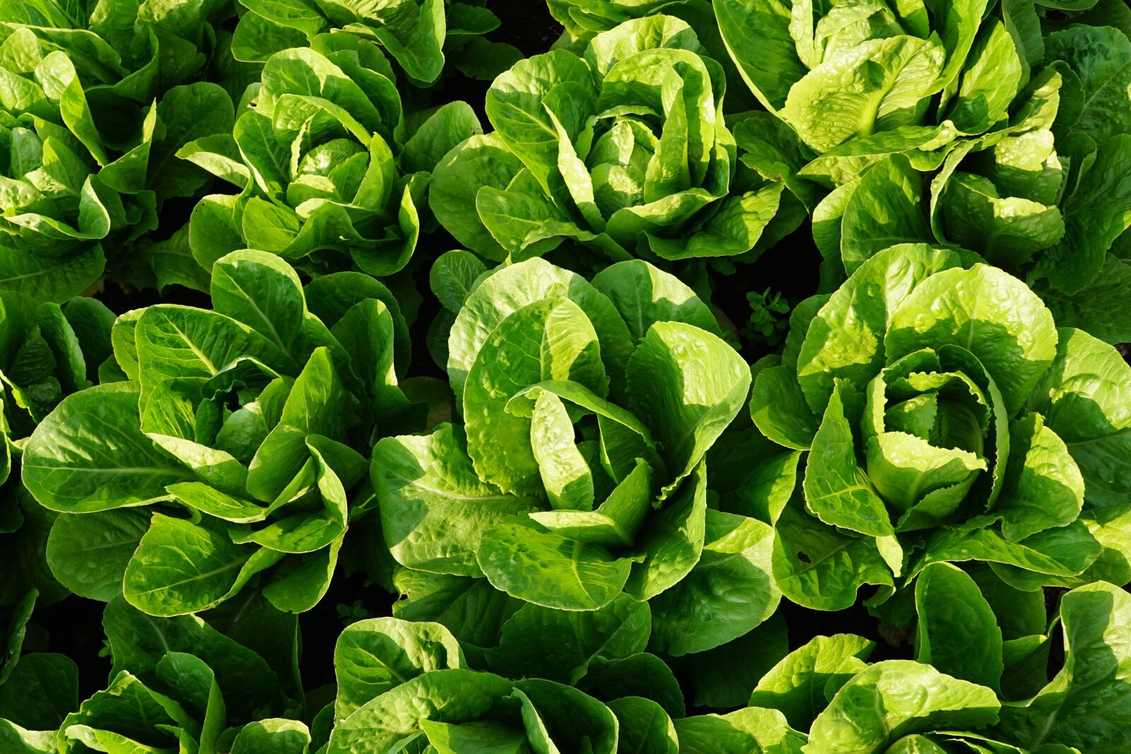 Sony ILCA-77M2 + Sony DT 16-50mm F2.8 SSM sample photo. Salad, green, eat photography