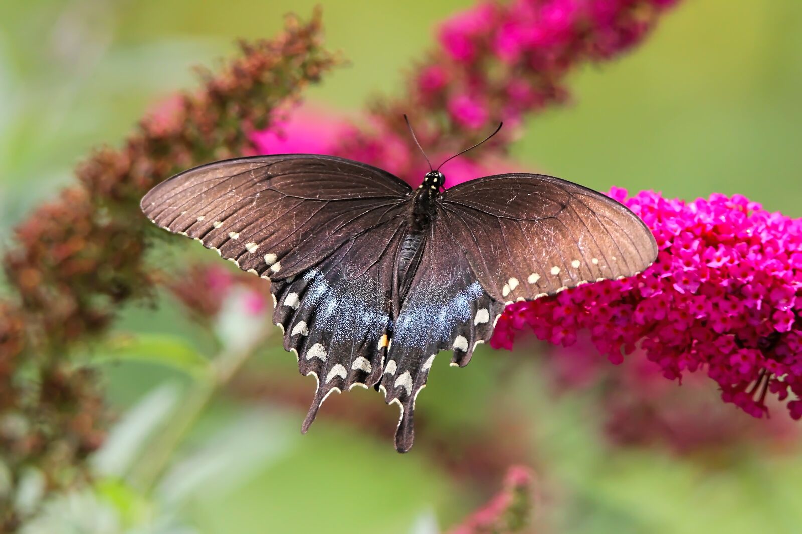 Tamron SP 150-600mm F5-6.3 Di VC USD sample photo. Butterfly, spicebush, swallowtail photography