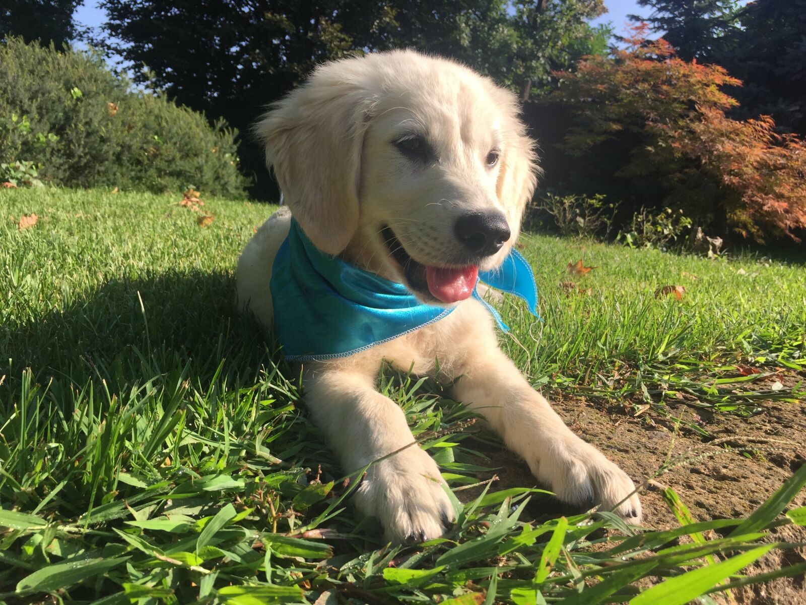 Apple iPhone 6 sample photo. Dog, sweet, golden photography