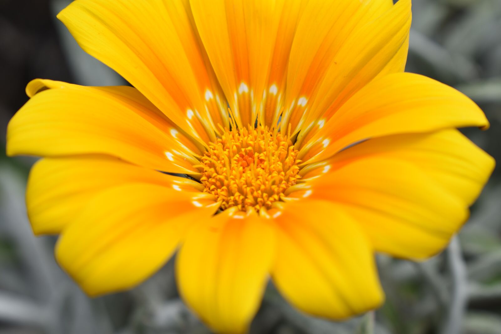Nikon D3400 sample photo. Nature, plant, flower photography