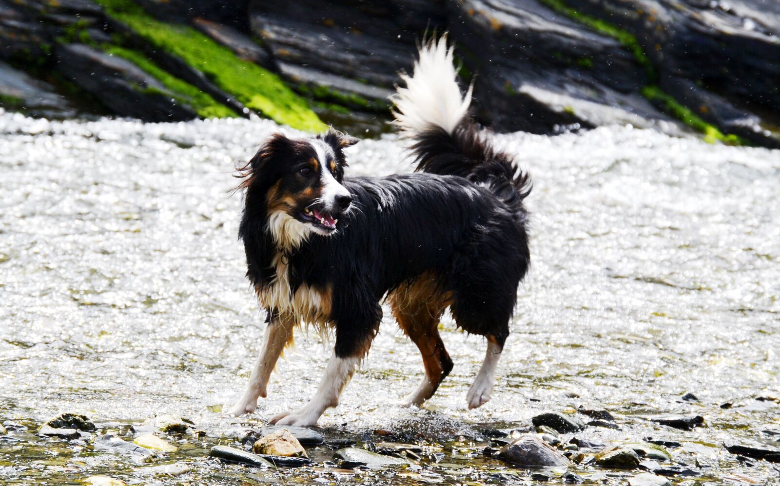 Nikon D3100 sample photo. Border collie, dog, sheepdog photography