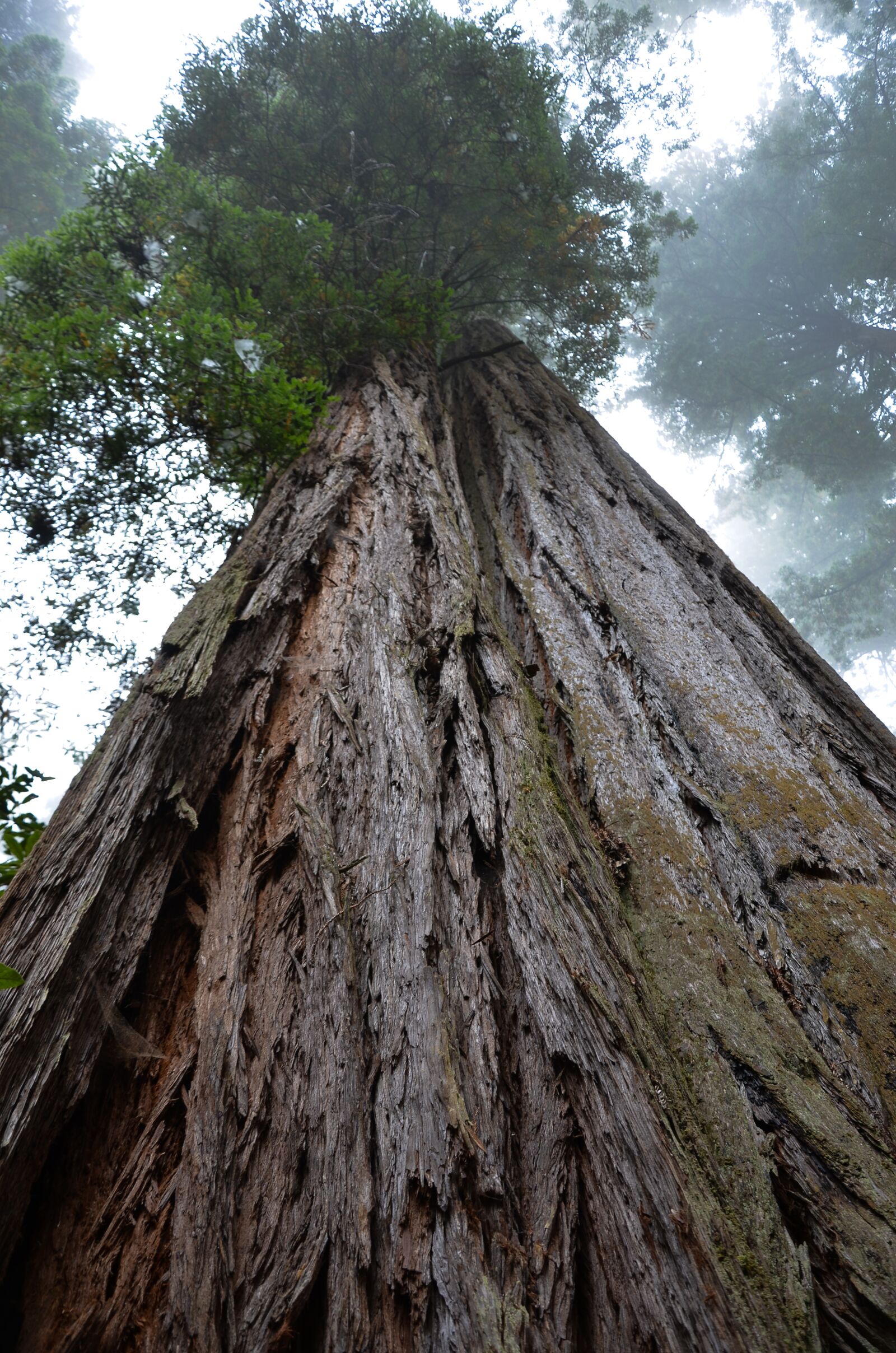Nikon D5100 sample photo. Usa, america, california photography