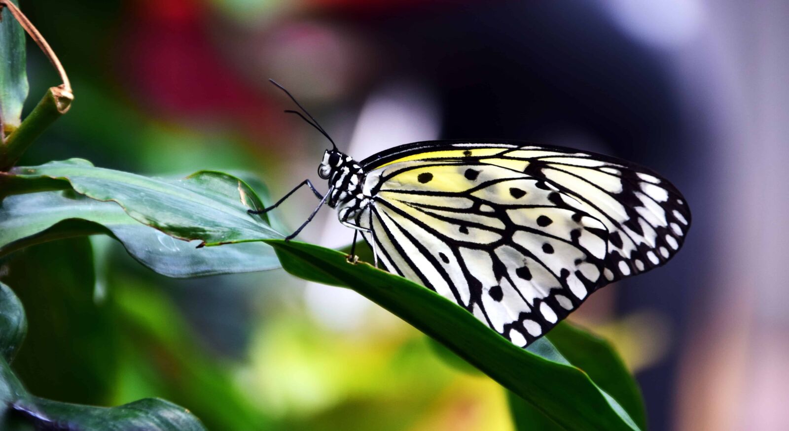 Nikon D3300 sample photo. Insect, nature, summer, butterfly photography