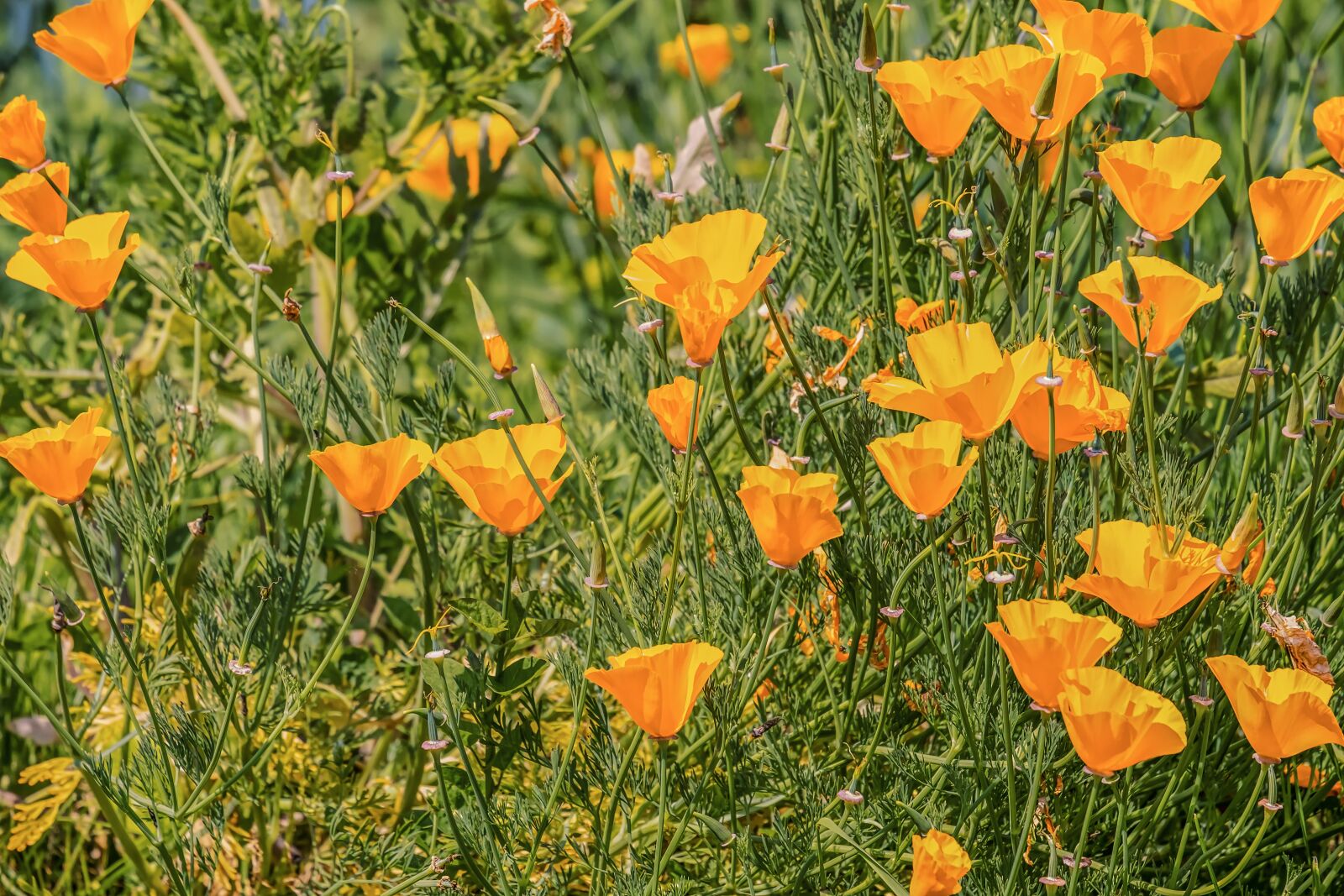 Fujifilm XF 55-200mm F3.5-4.8 R LM OIS sample photo. Eschscholzia californica, gold poppy photography