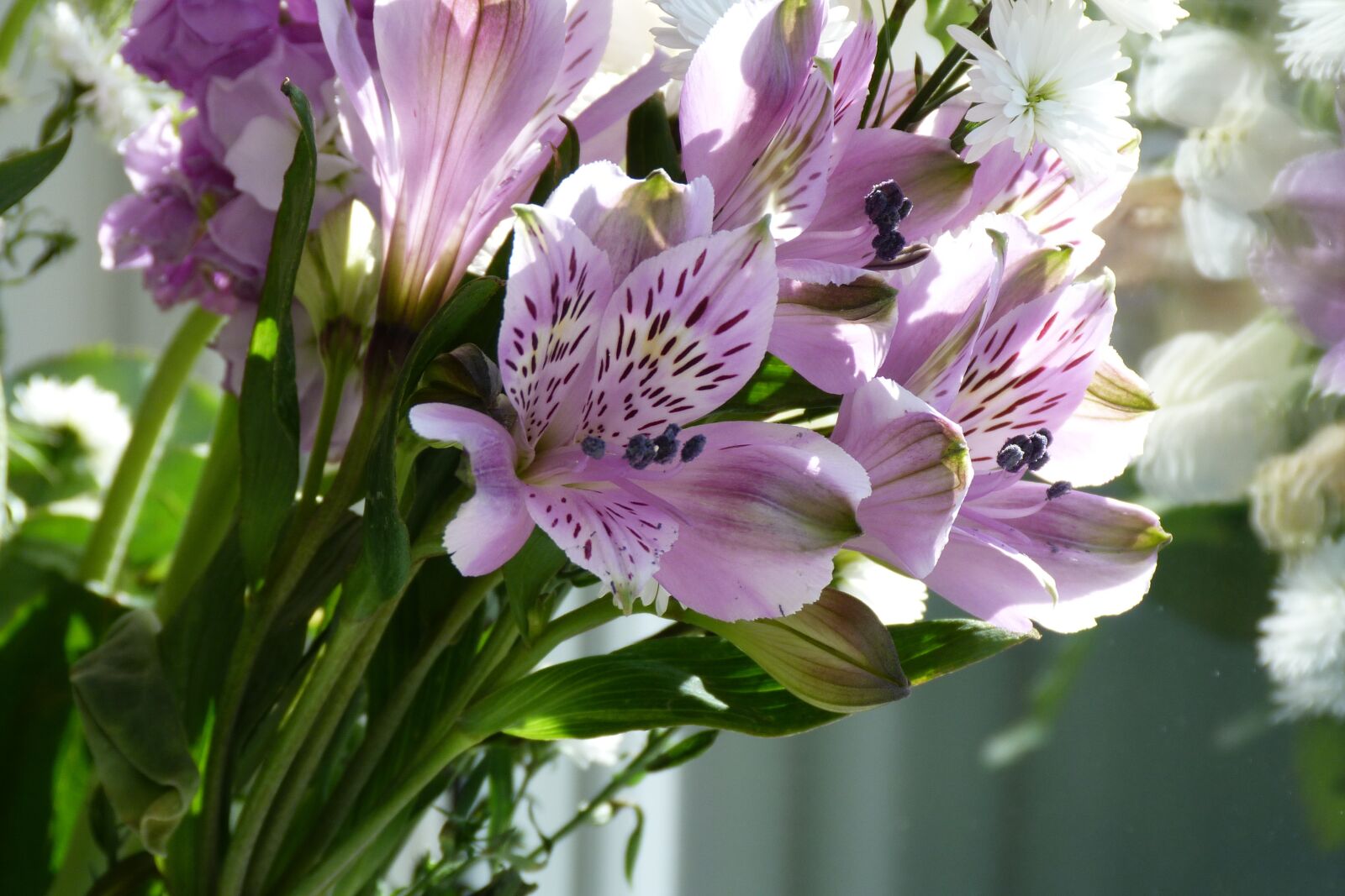 Panasonic Lumix DMC-FZ40 (Lumix DMC-FZ45) sample photo. Mothers, day, flowers photography