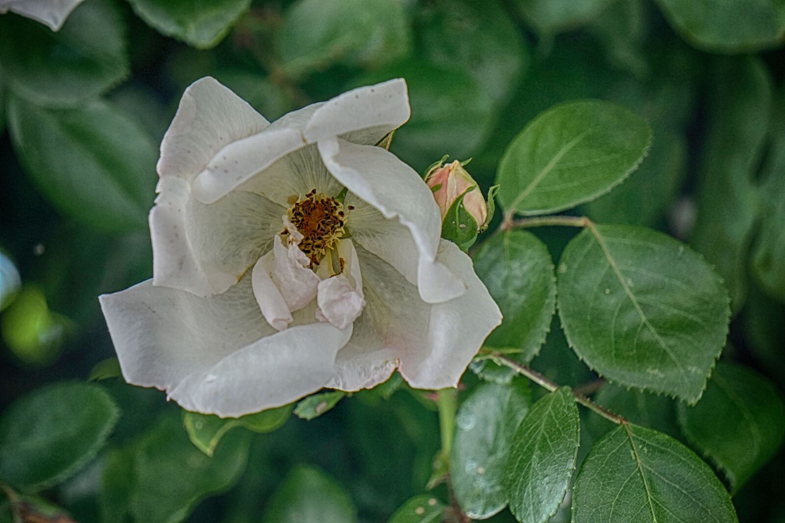 Sony E 55-210mm F4.5-6.3 OSS sample photo. Botanique, fleur, blanche, flore photography