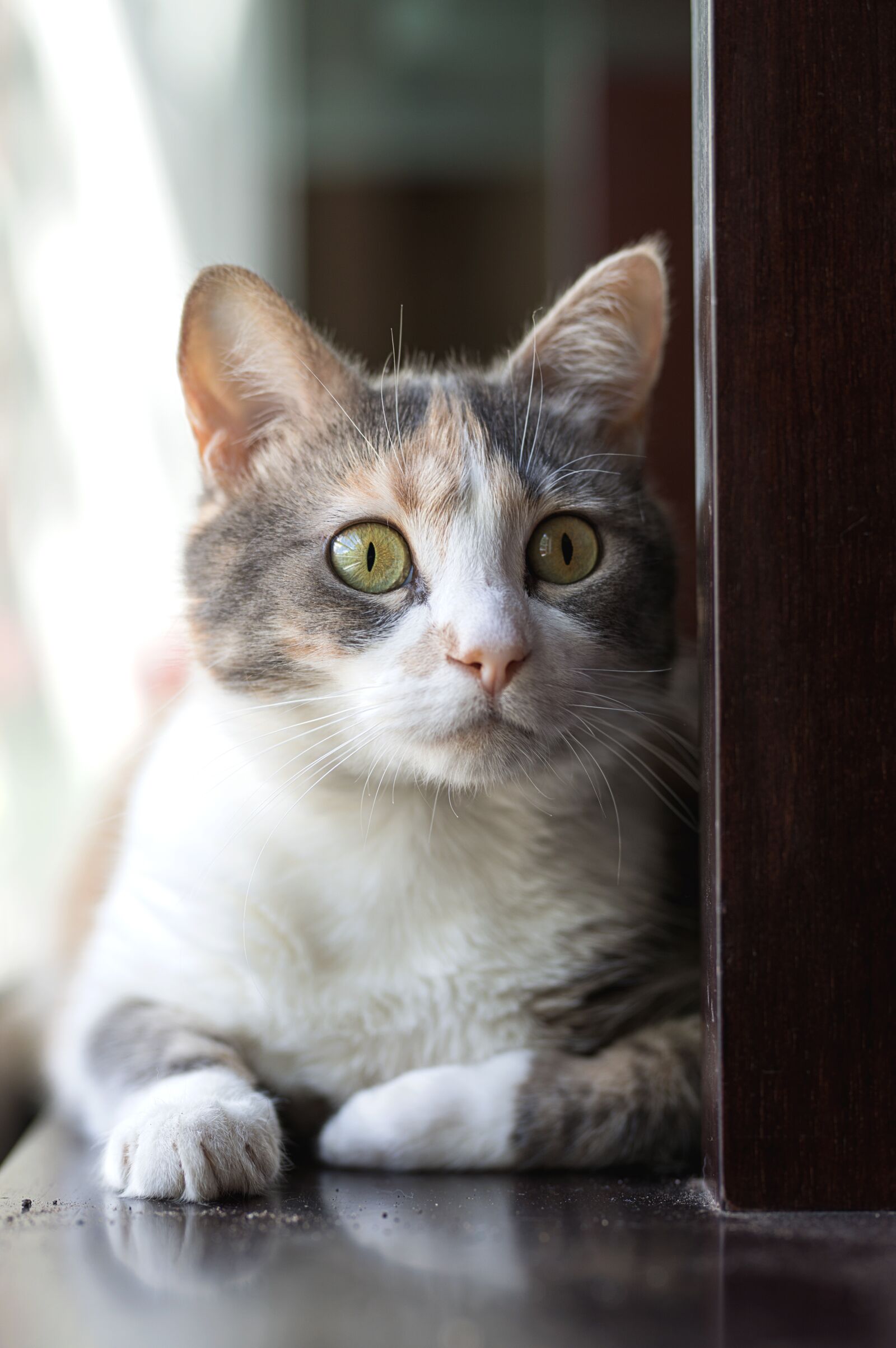 Nikon D800 sample photo. Cat, pet, nice photography