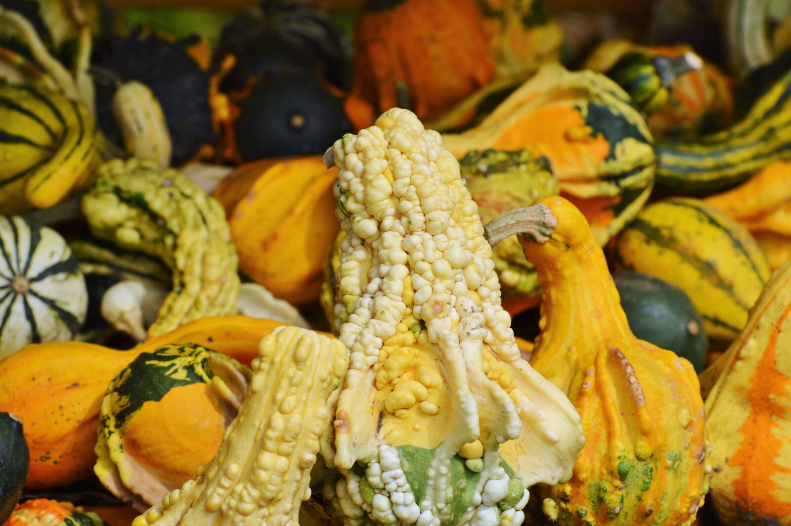 Nikon D3200 sample photo. Pumpkin, fruit, orange photography