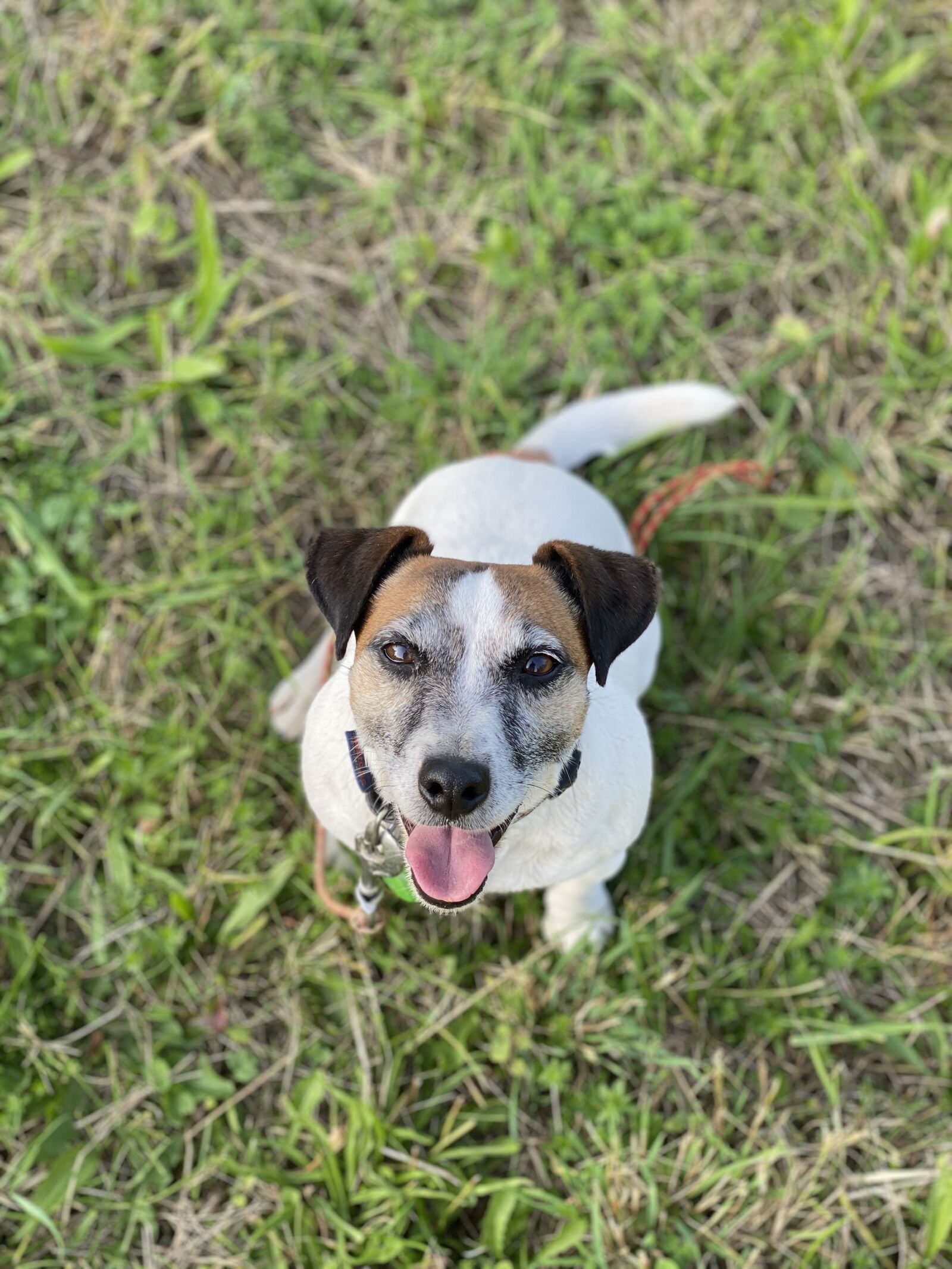 Apple iPhone 11 Pro + iPhone 11 Pro back dual camera 6mm f/2 sample photo. Jack russel, dog, terrier photography