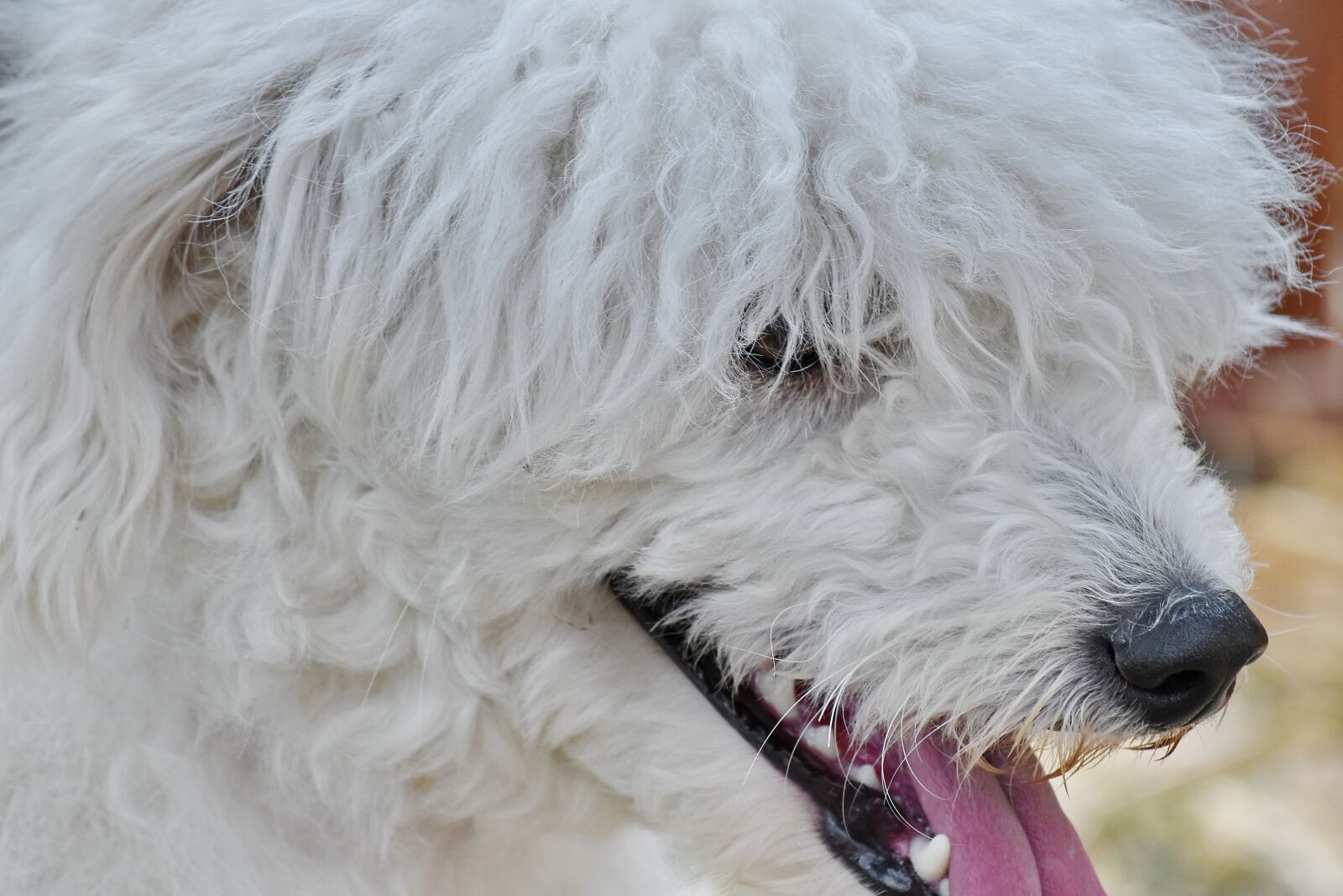 Nikon D5500 sample photo. Adorable, beautiful photo, dog photography