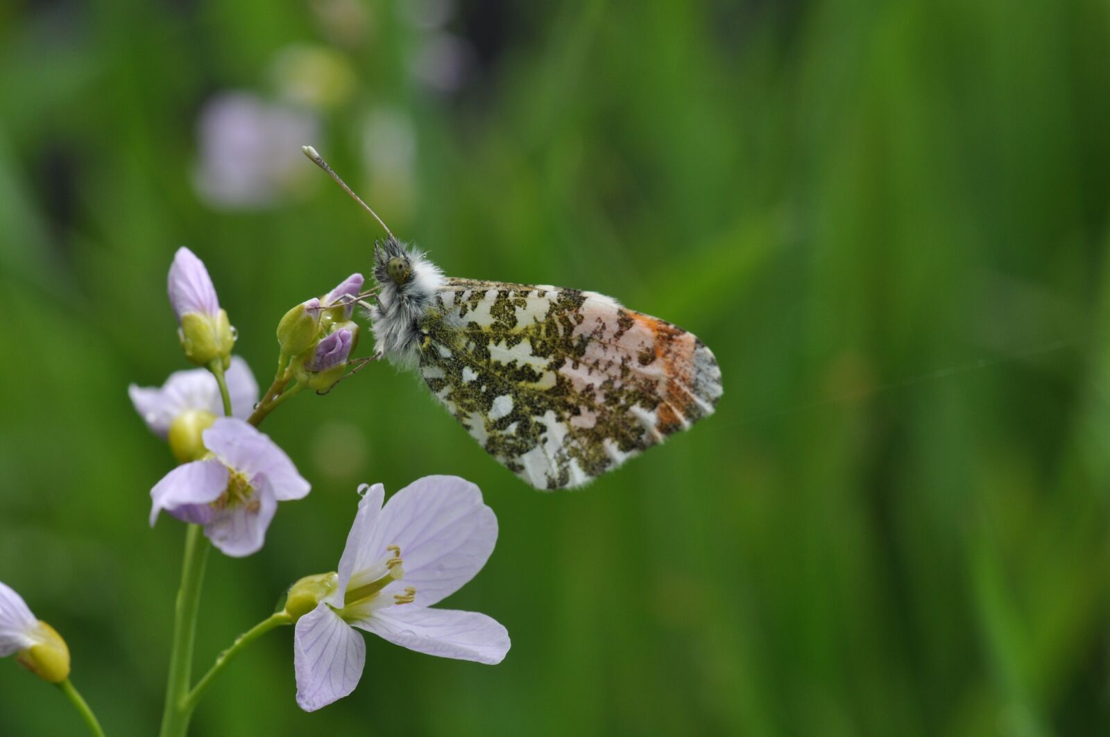 Nikon D5000 sample photo. Oranjetip, nature, butterfly photography