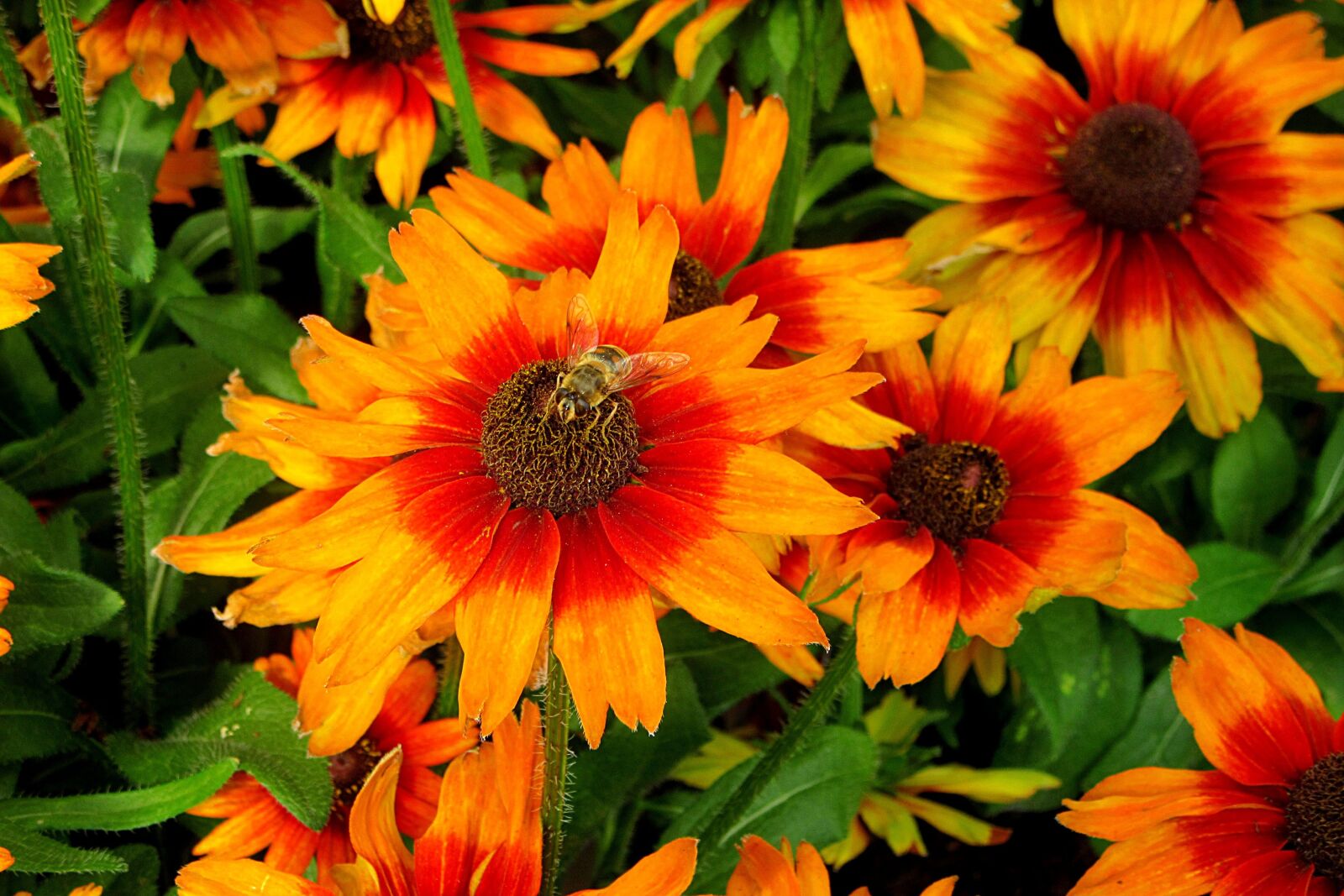 Canon PowerShot SX610 HS sample photo. Bee, flower, orange photography
