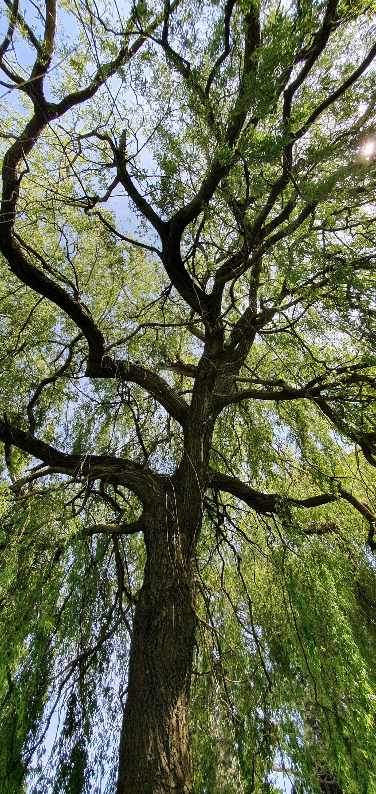 Samsung Galaxy S10 sample photo. Willow tree, nature, tree photography