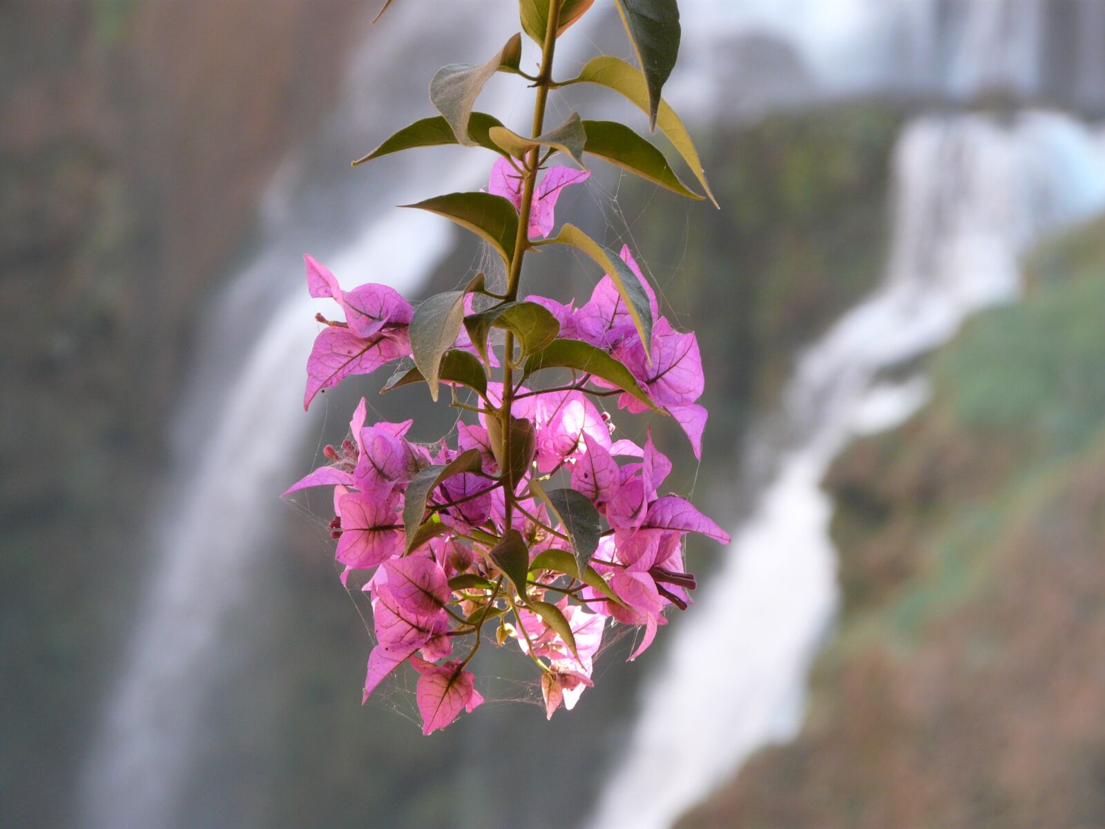 Panasonic DMC-FZ18 sample photo. Flower, waterfall, nature photography