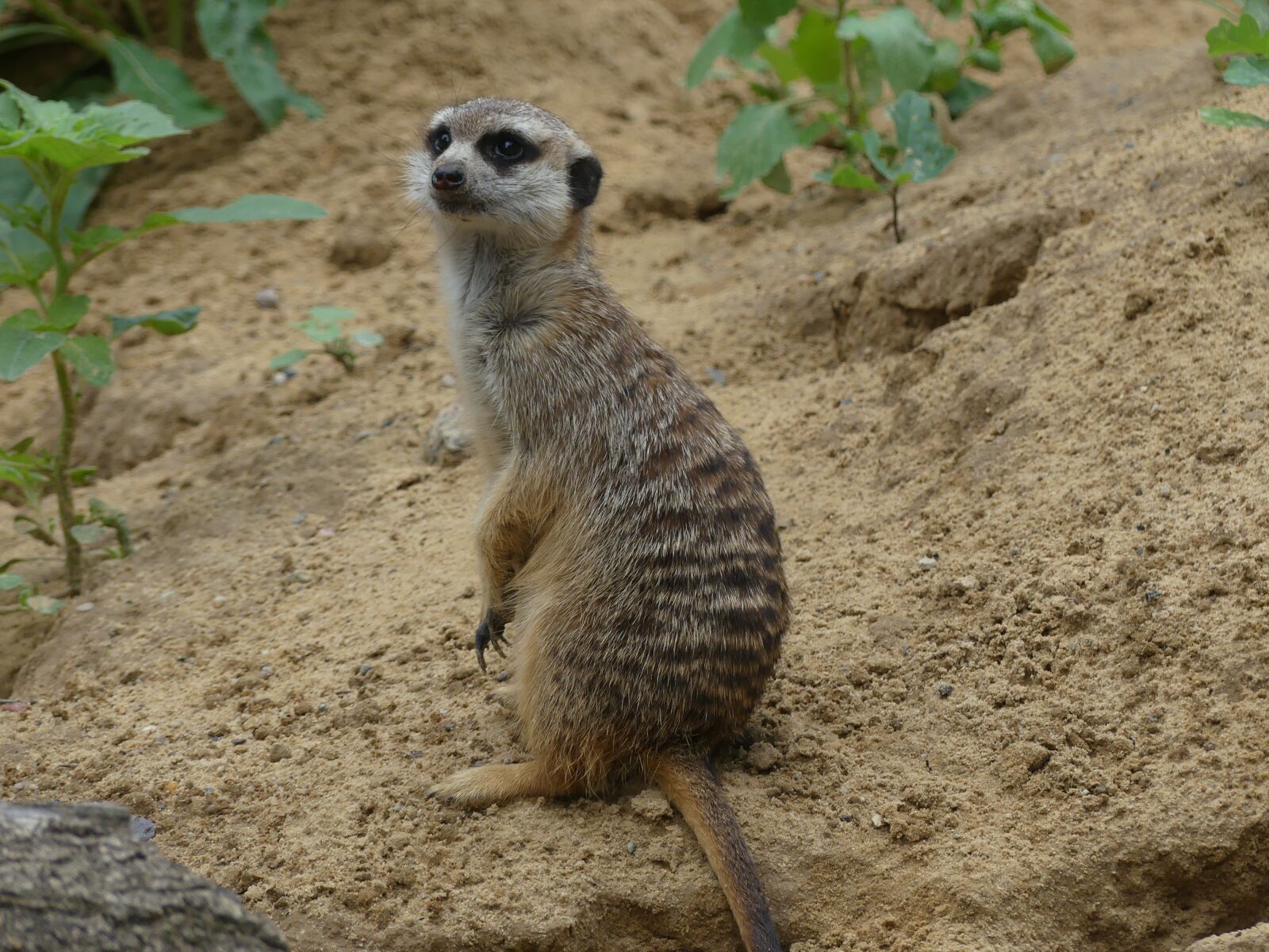Panasonic Lumix DMC-FZ300 sample photo. Meerkat, wildlife, africa photography