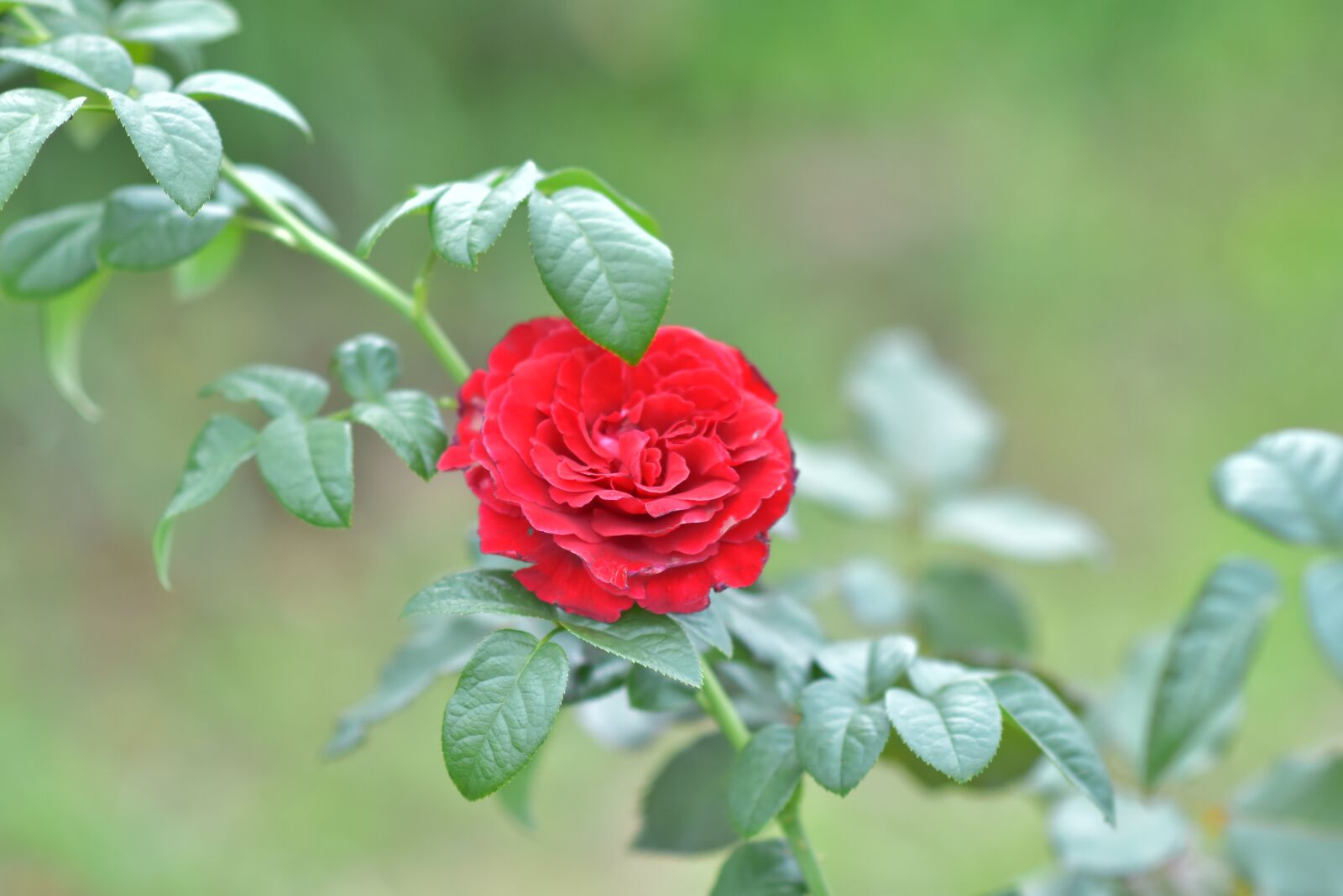 Nikon D7200 sample photo. Roses, aroma, blooming photography