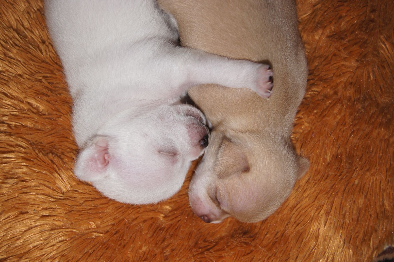 Sony SLT-A33 sample photo. Puppy, baby, newborn puppy photography