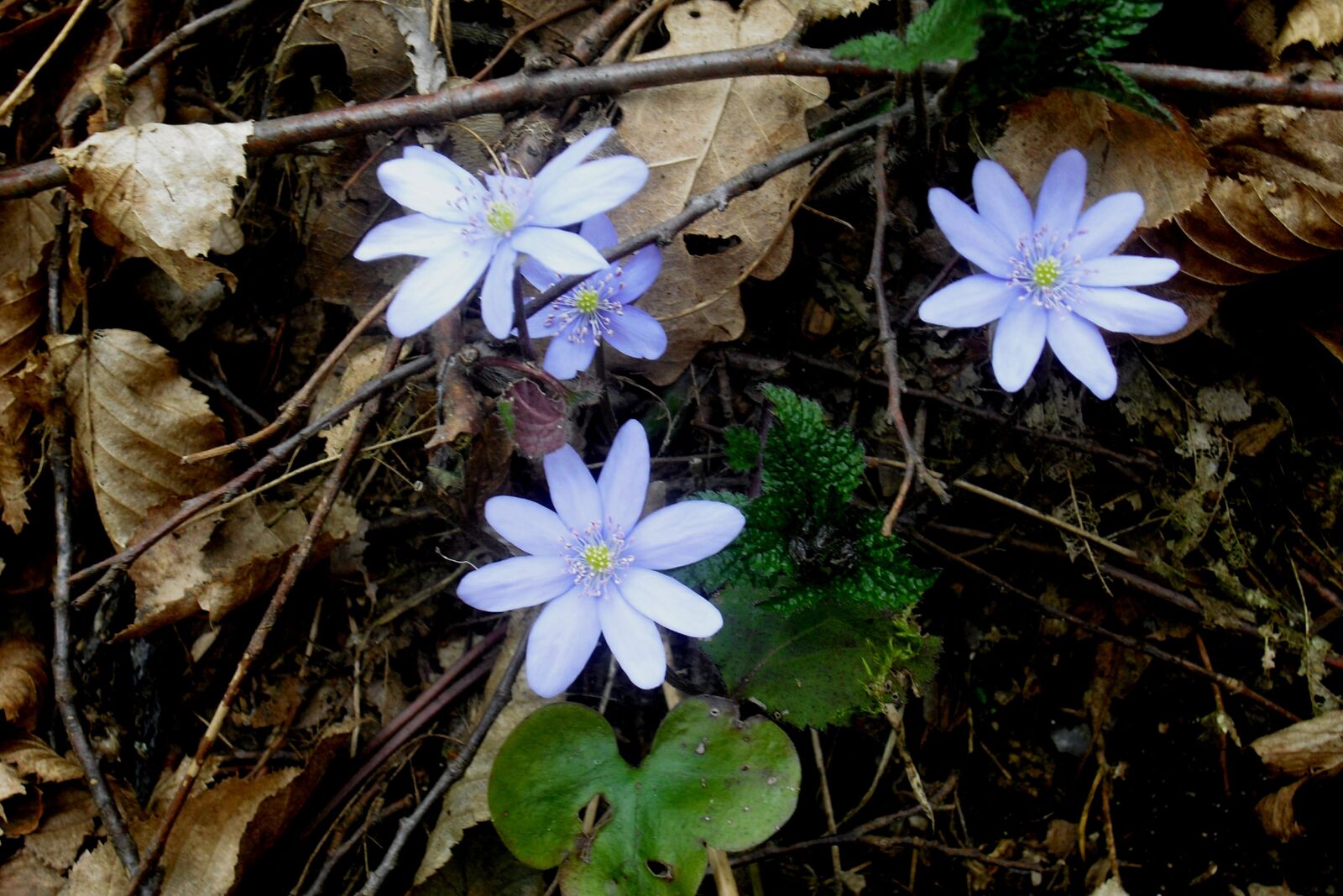 CASIO EX-Z19 sample photo. Liverwort, flowers, forest photography