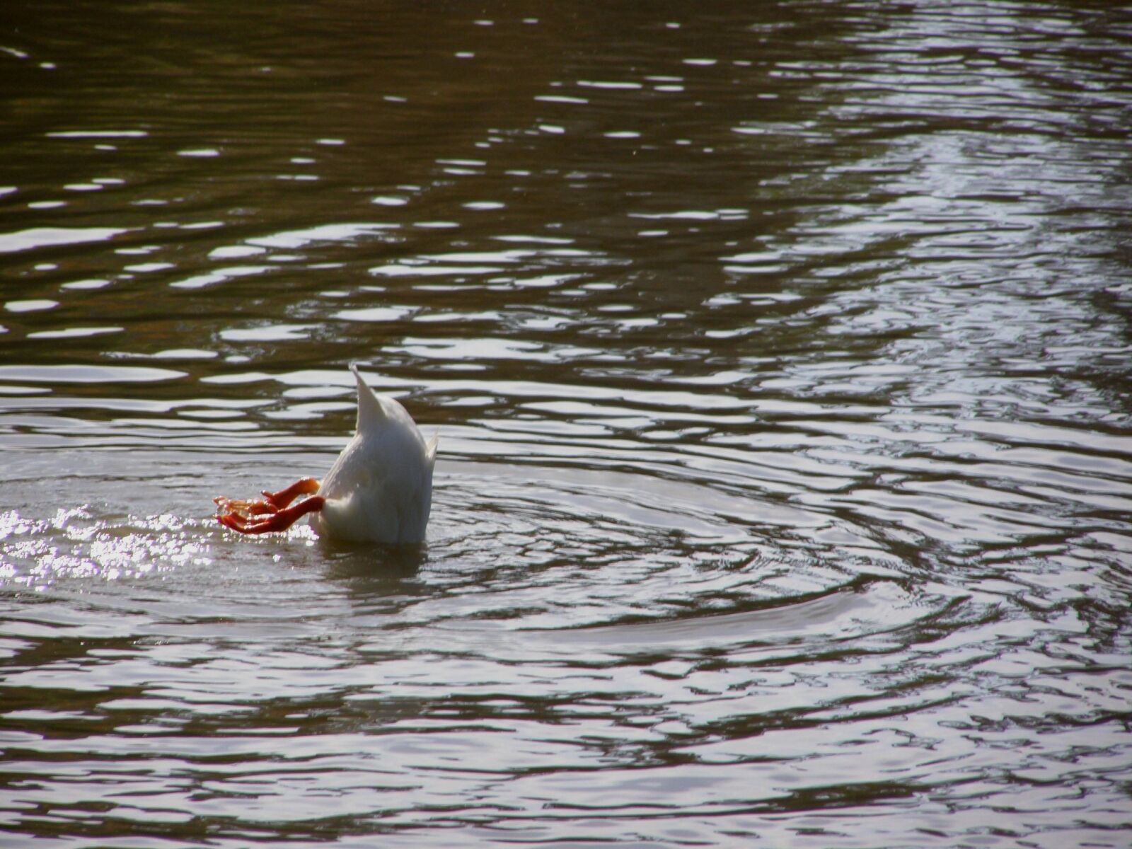 Olympus SP510UZ sample photo. Duck, ave, pond photography