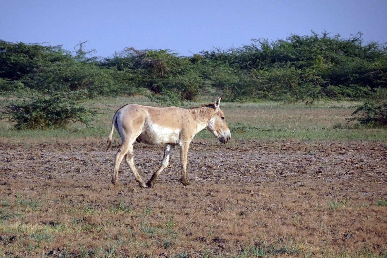 Sony Cyber-shot DSC-HX90V sample photo. Indian wild ass, equus photography