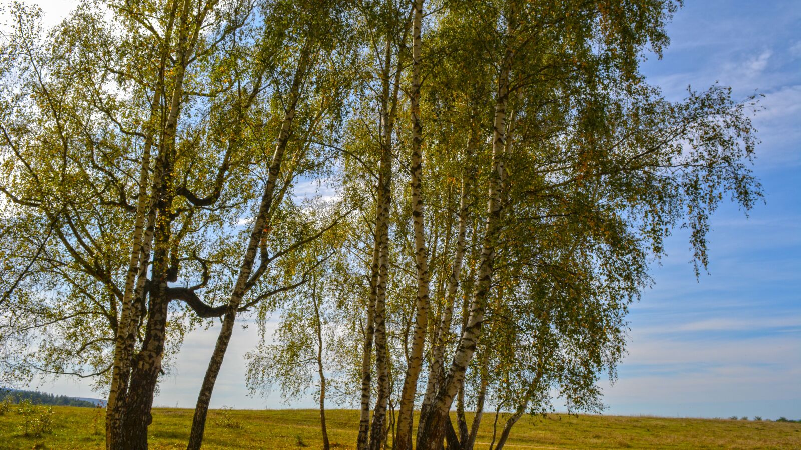 Nikon D5200 sample photo. Nature, forest, autumn photography