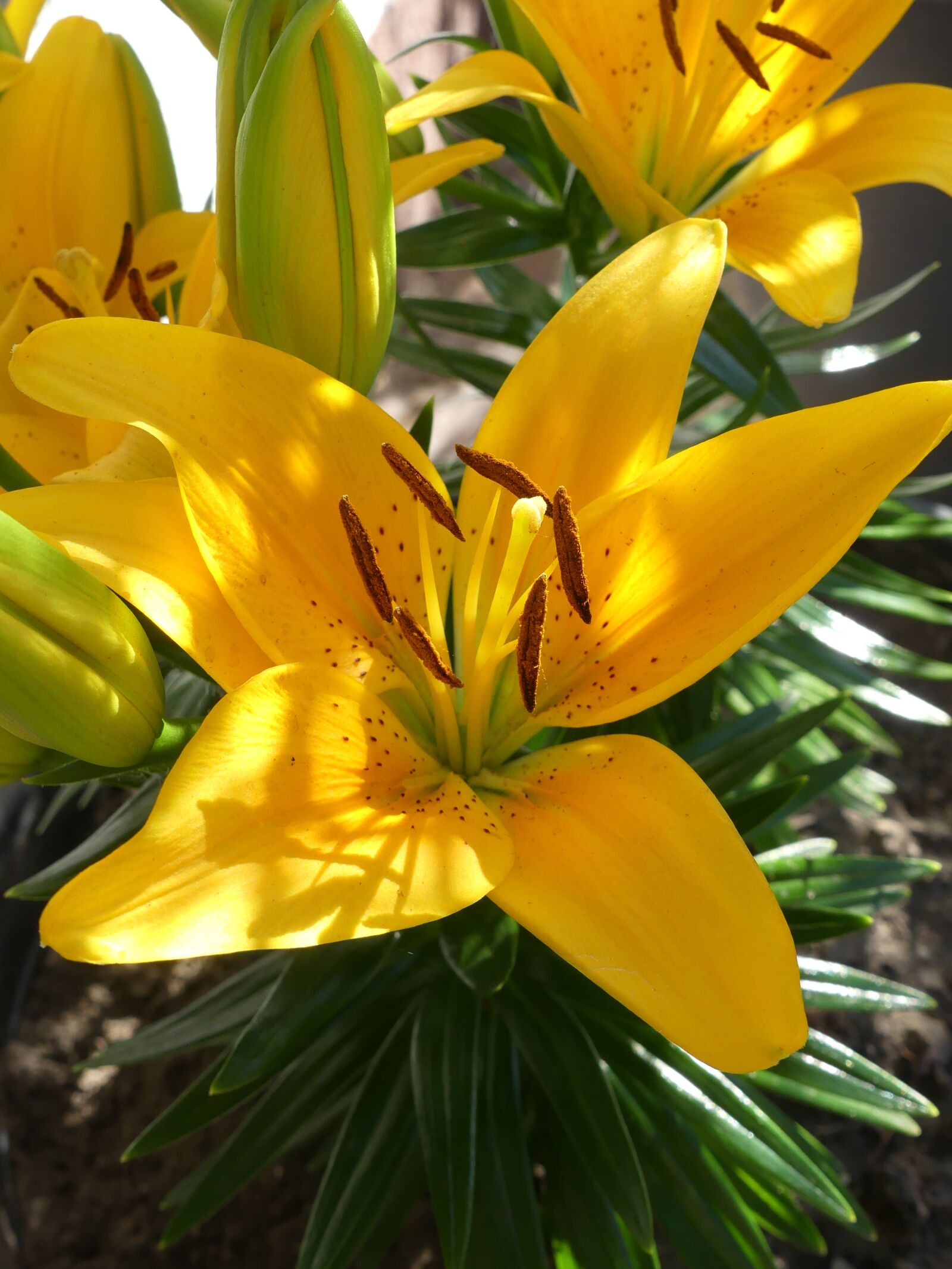 Panasonic Lumix DMC-FZ300 sample photo. Blossom, bloom, yellow photography