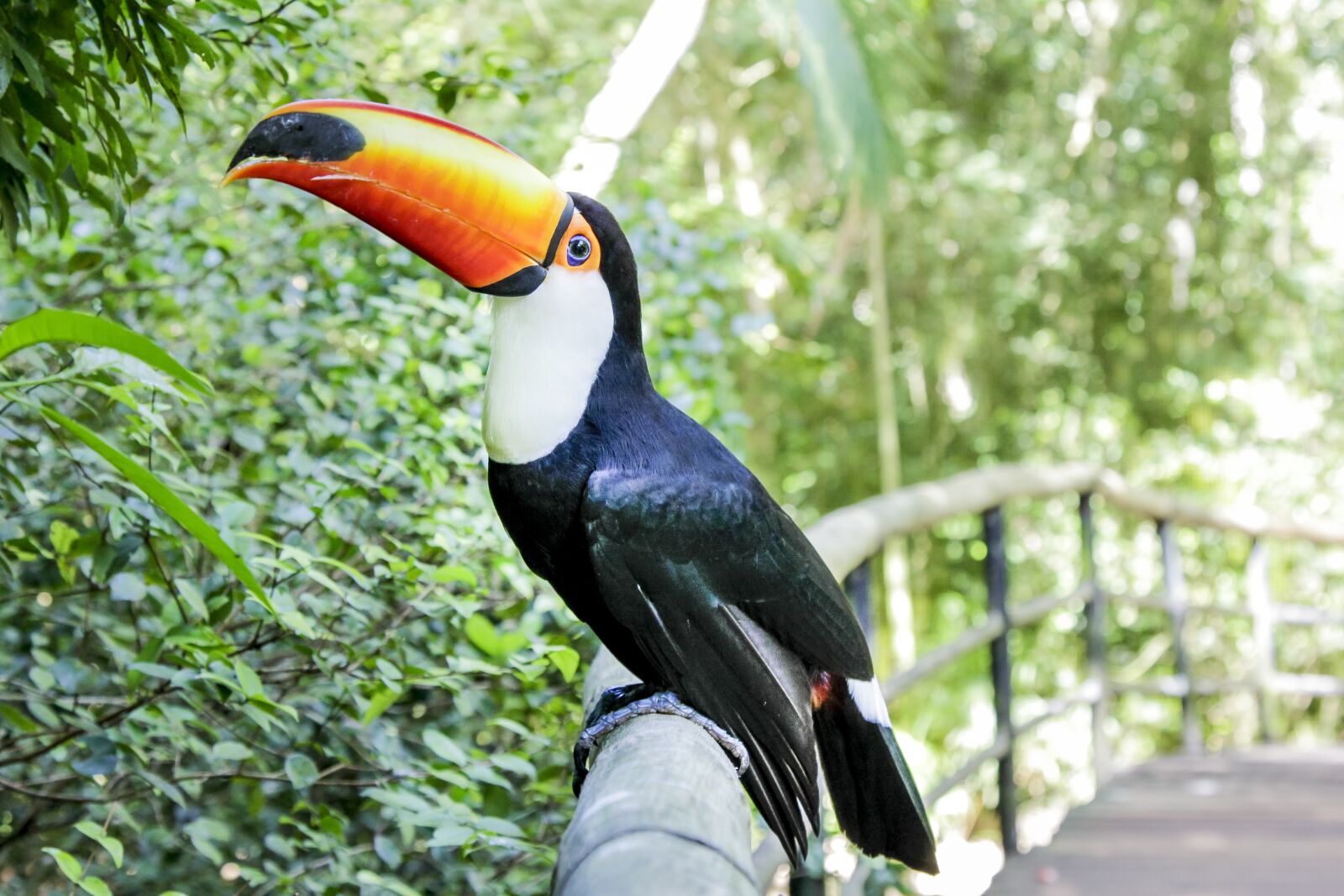 Canon EOS 60D + Canon EF 24-105mm F4L IS USM sample photo. Natureza, tucano, foz photography