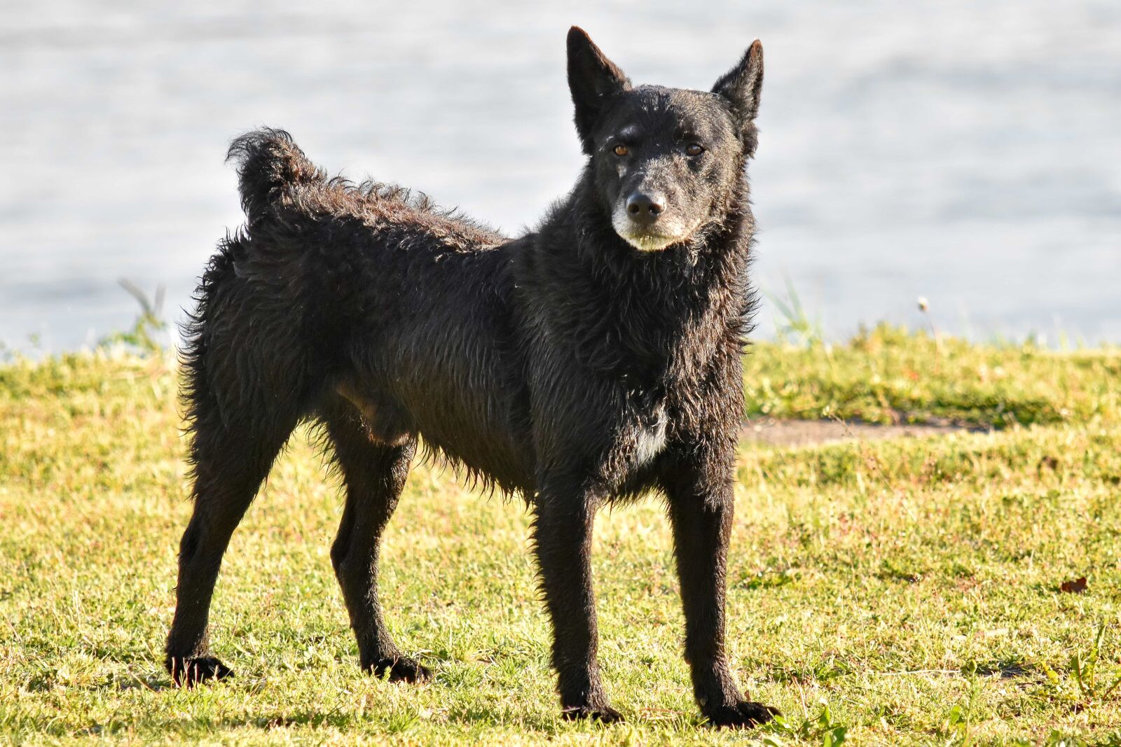 Nikon D5500 sample photo. Curl, dog, domestic, hunting photography