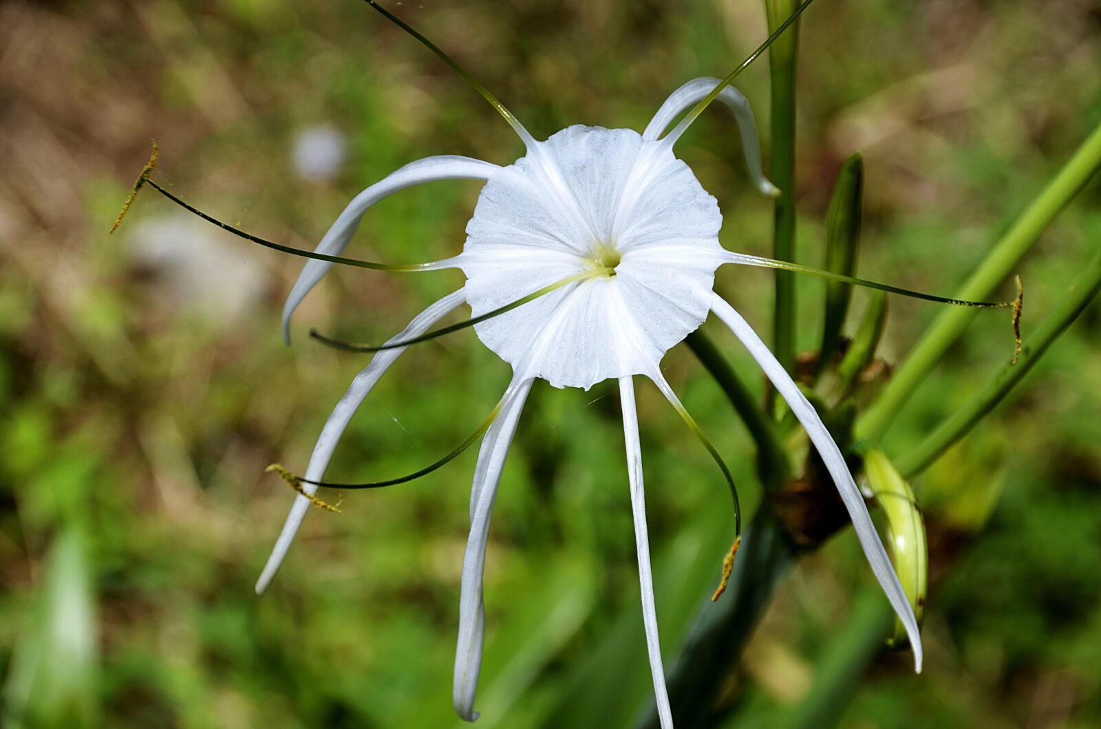 Nikon D5100 sample photo. Amaryllis, lily, family photography