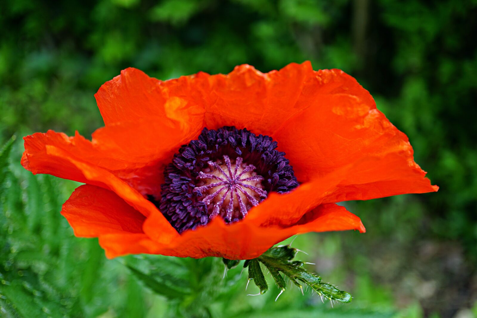 Sony a6000 + Sony E 30mm F3.5 Macro sample photo. Poppy, red, flower photography