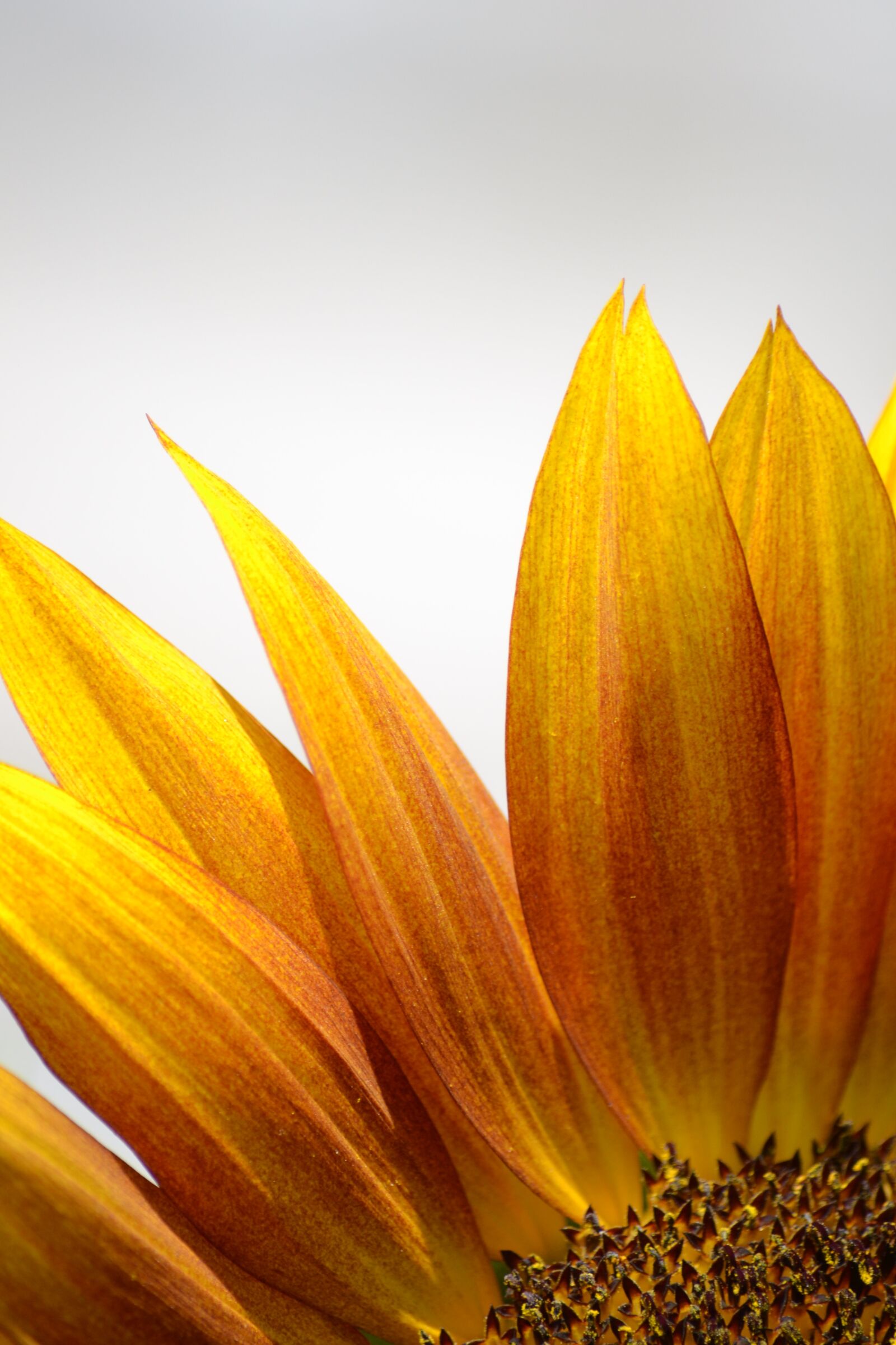 Nikon D3100 sample photo. Nature, flower, plant photography