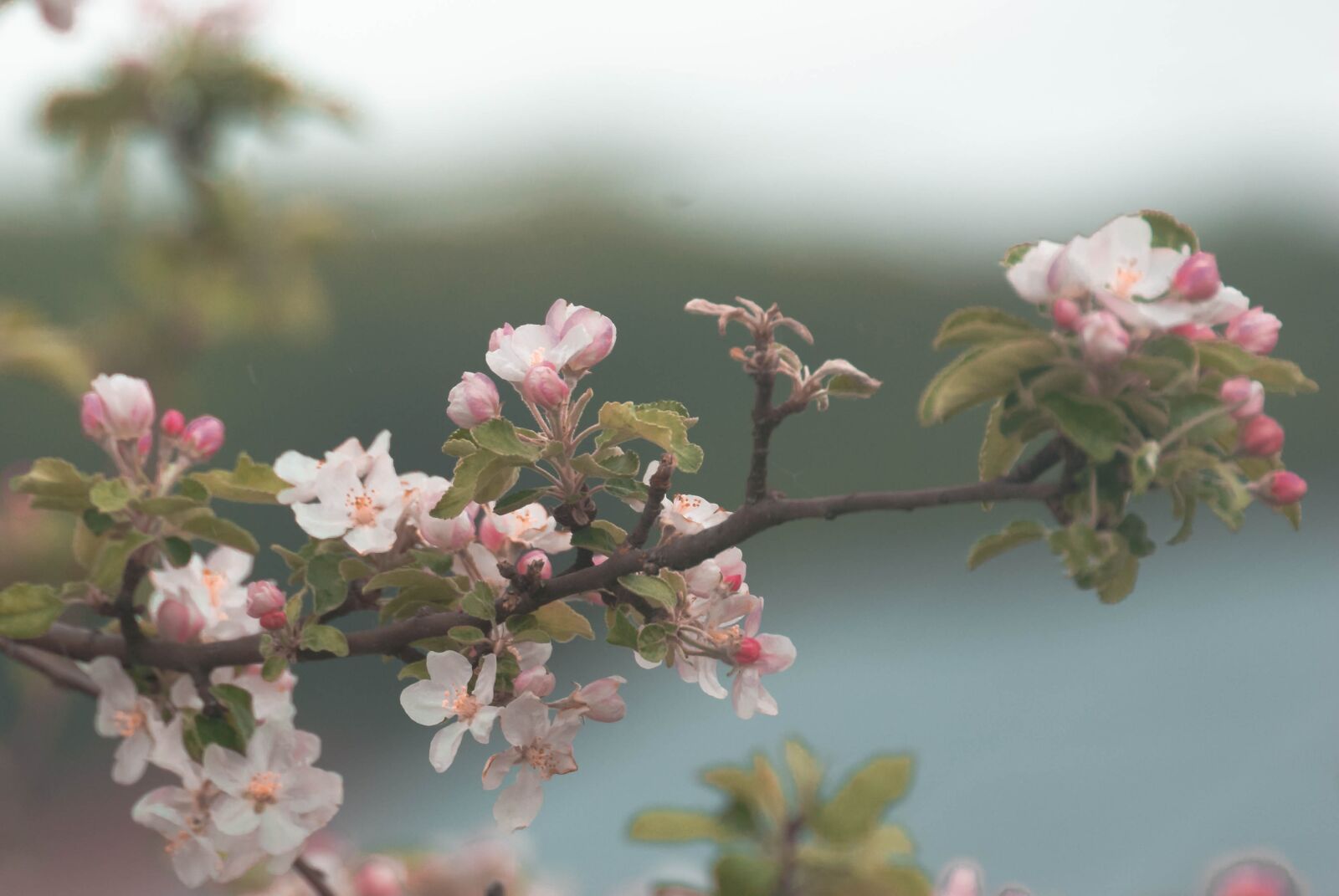 Sony Alpha DSLR-A230 sample photo. Spring, blossom, nature photography