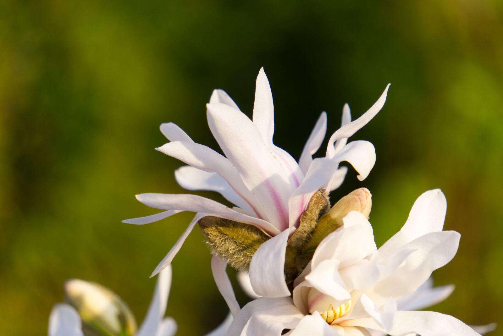 Sony E 55-210mm F4.5-6.3 OSS sample photo. Magnolia, blossom, bloom photography
