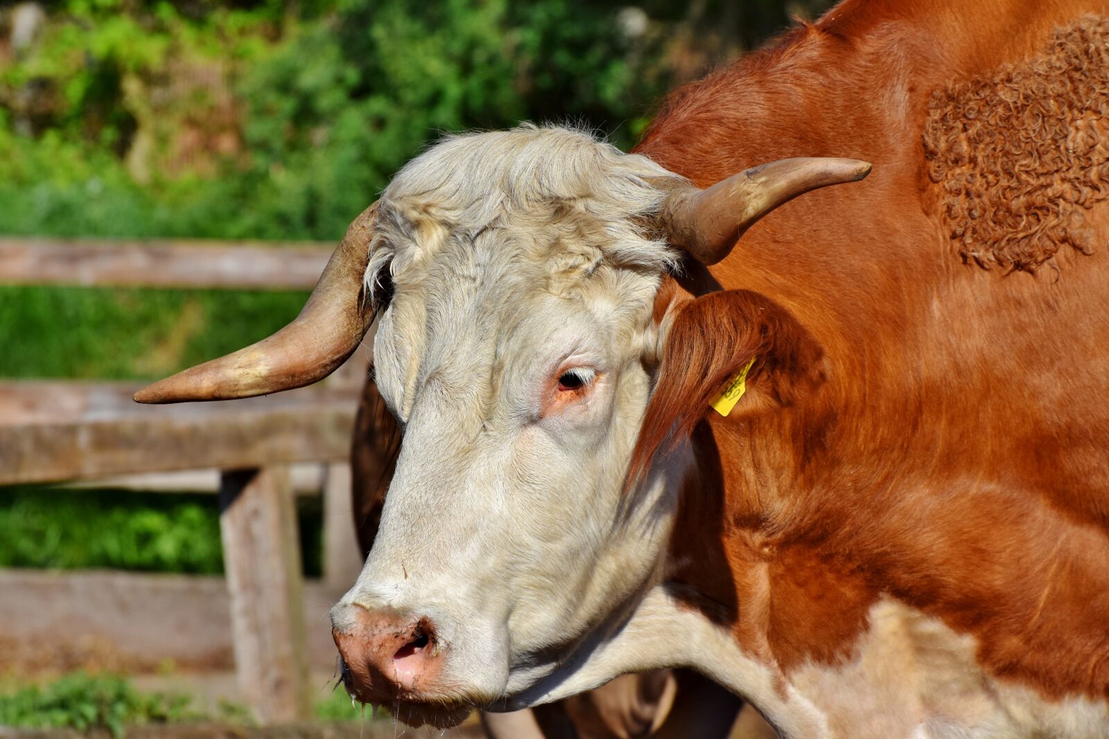 Nikon D7200 sample photo. Bull, beef, ruminant photography