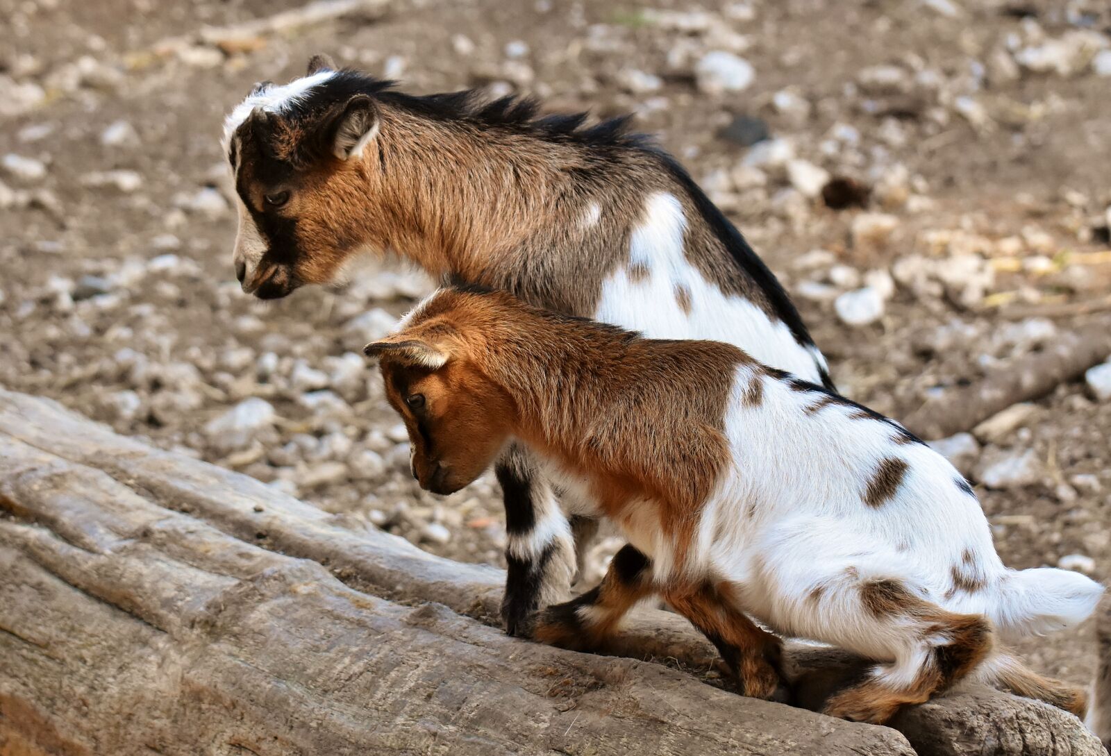 Nikon D7200 sample photo. Goat, young animals, playful photography