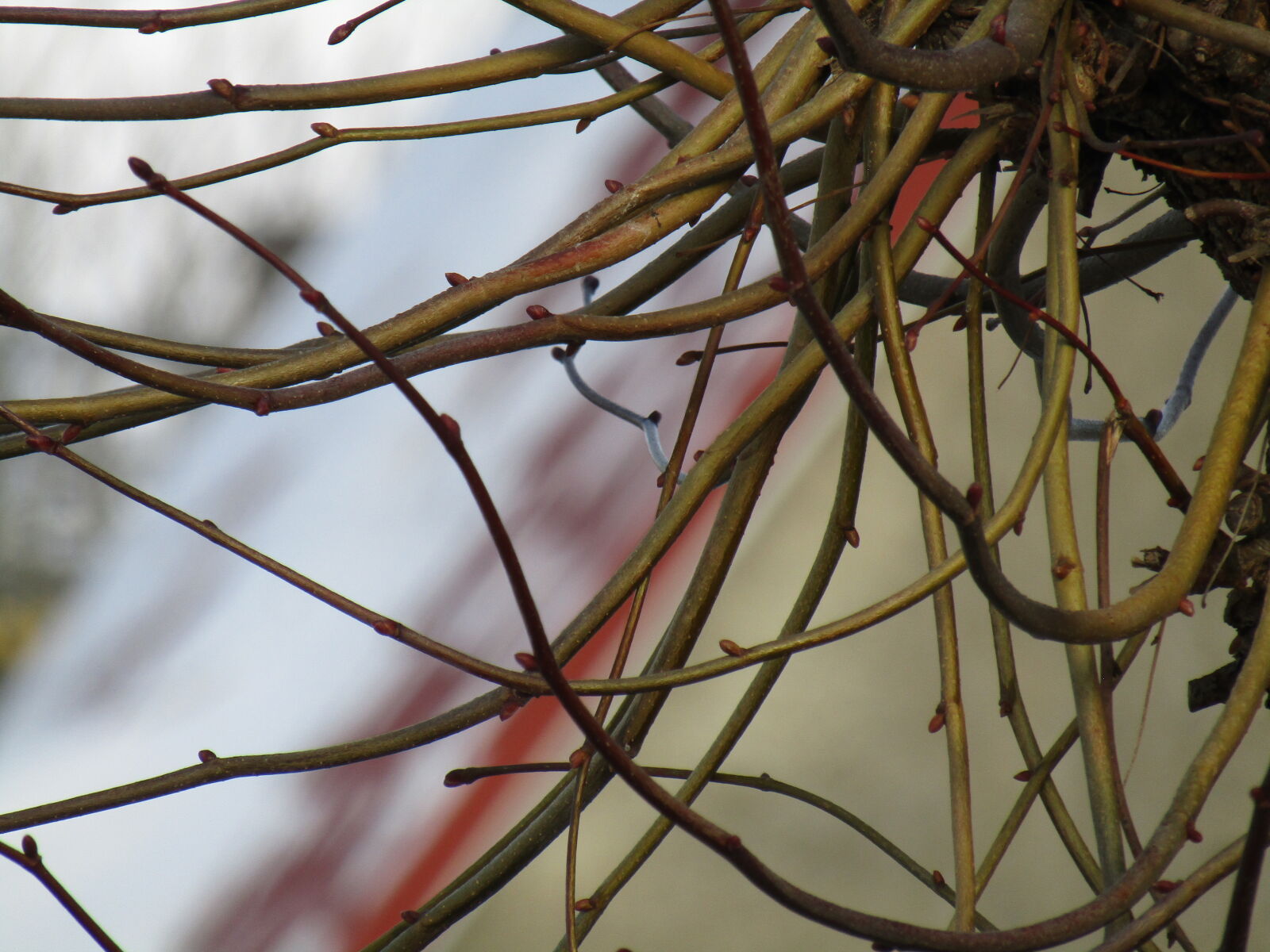 Canon PowerShot SX420 IS sample photo