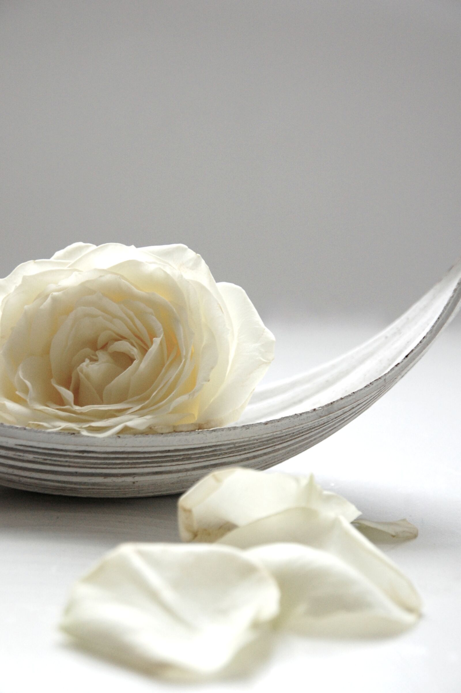 Nikon D40 sample photo. Rose, white, still life photography