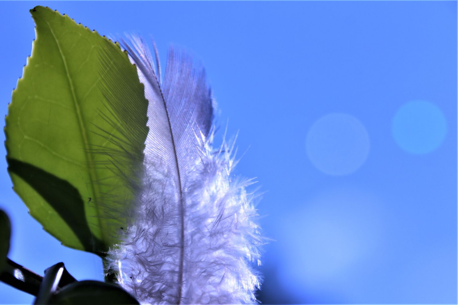 Canon EOS 700D (EOS Rebel T5i / EOS Kiss X7i) sample photo. Feather, white, background photography