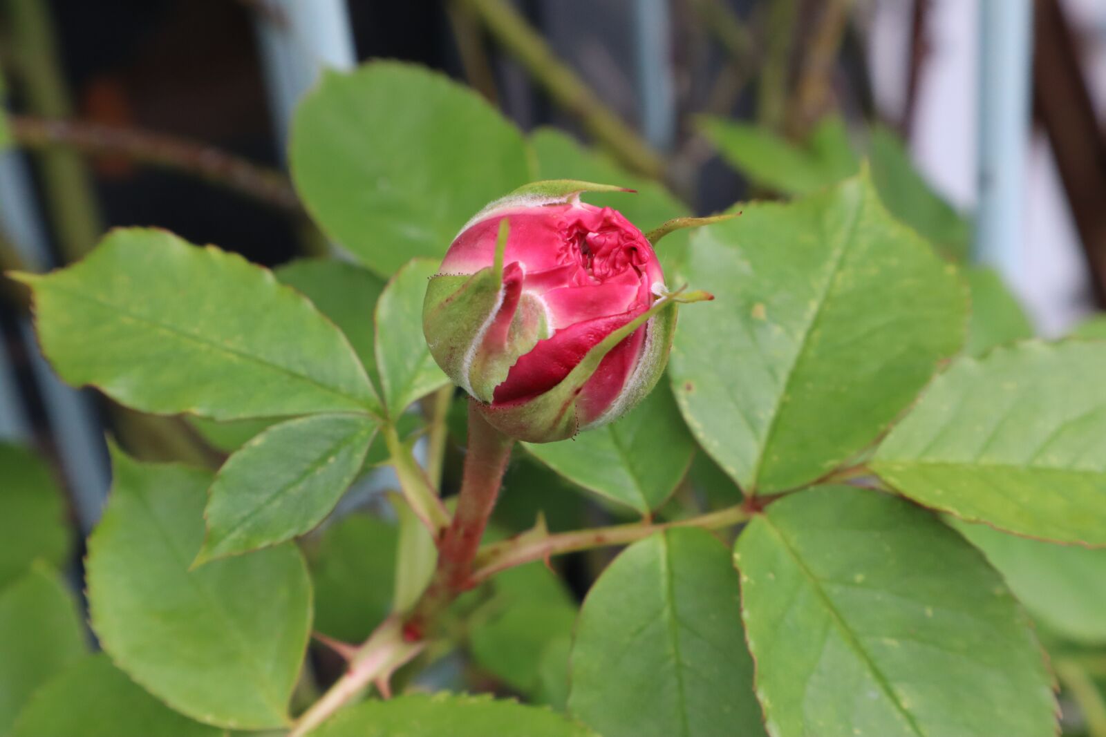 Canon EOS M50 (EOS Kiss M) sample photo. Rose, bud, blossom photography
